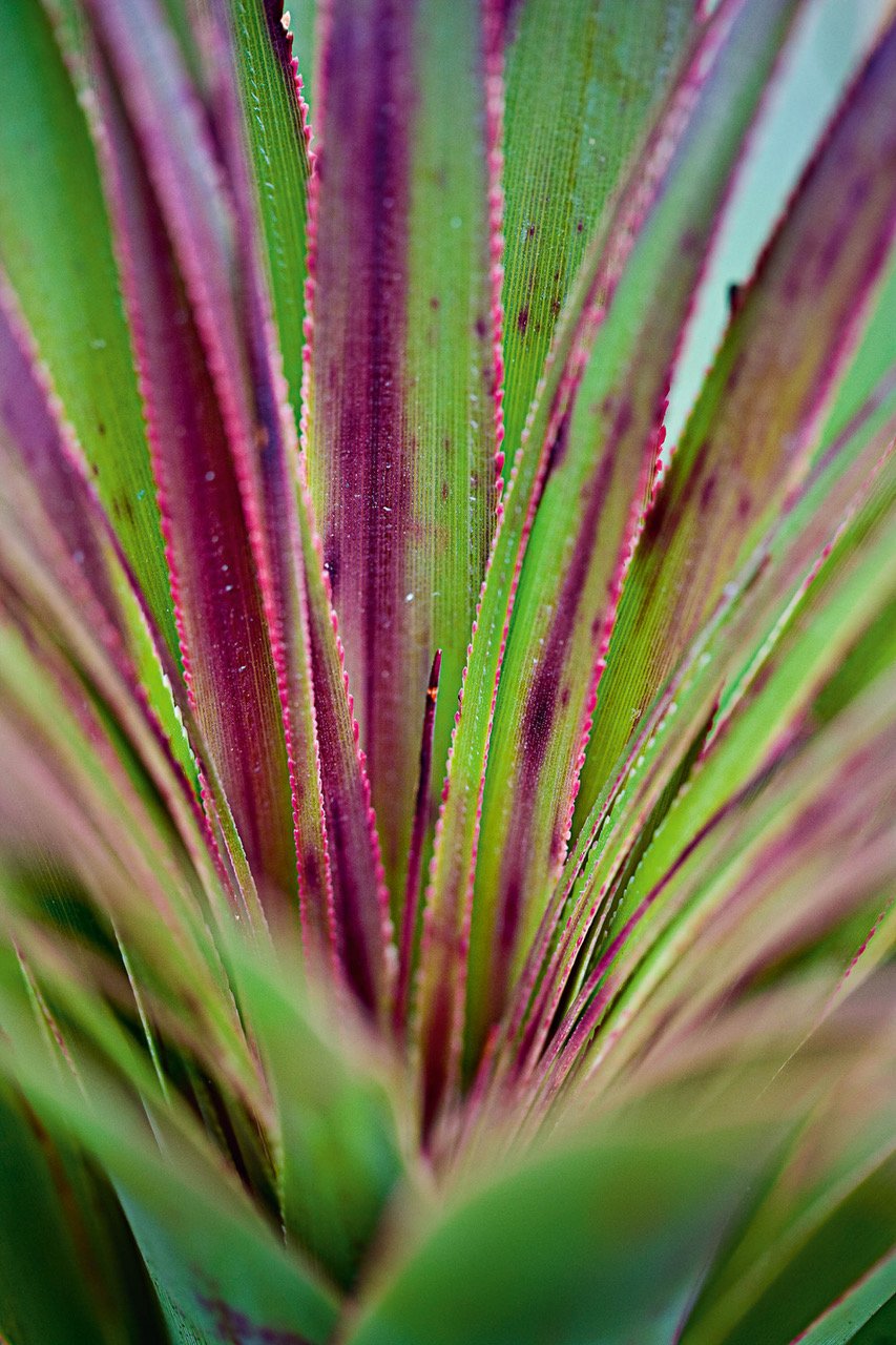 A close-up view of a bunch of long leaves with some purple shade, Cradle Mountain #4, Tasmania
