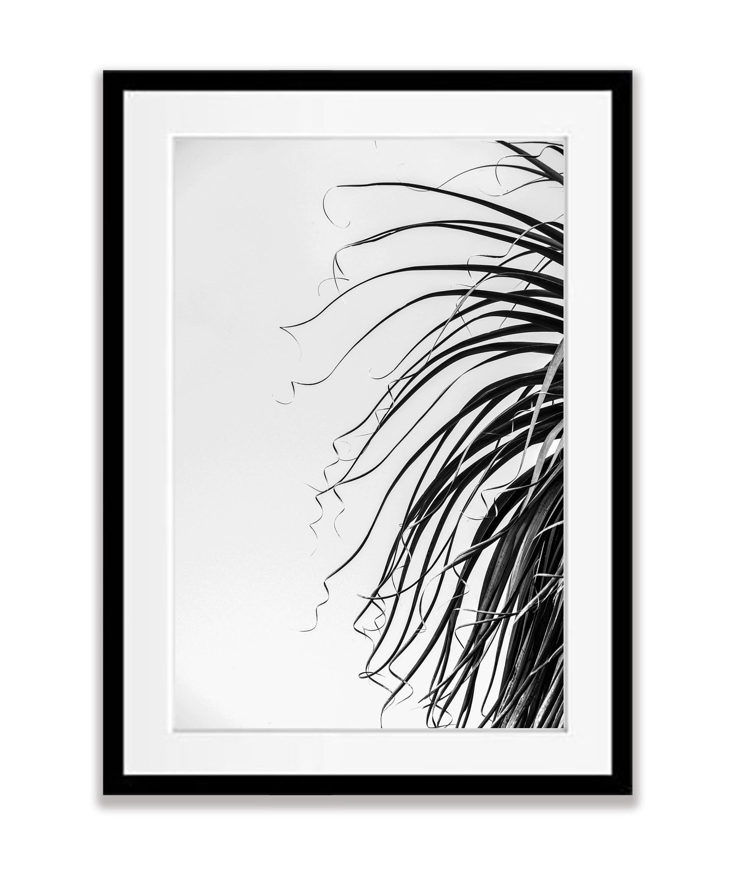 Pandani fronds BW, Cradle Mountain, Tasmania