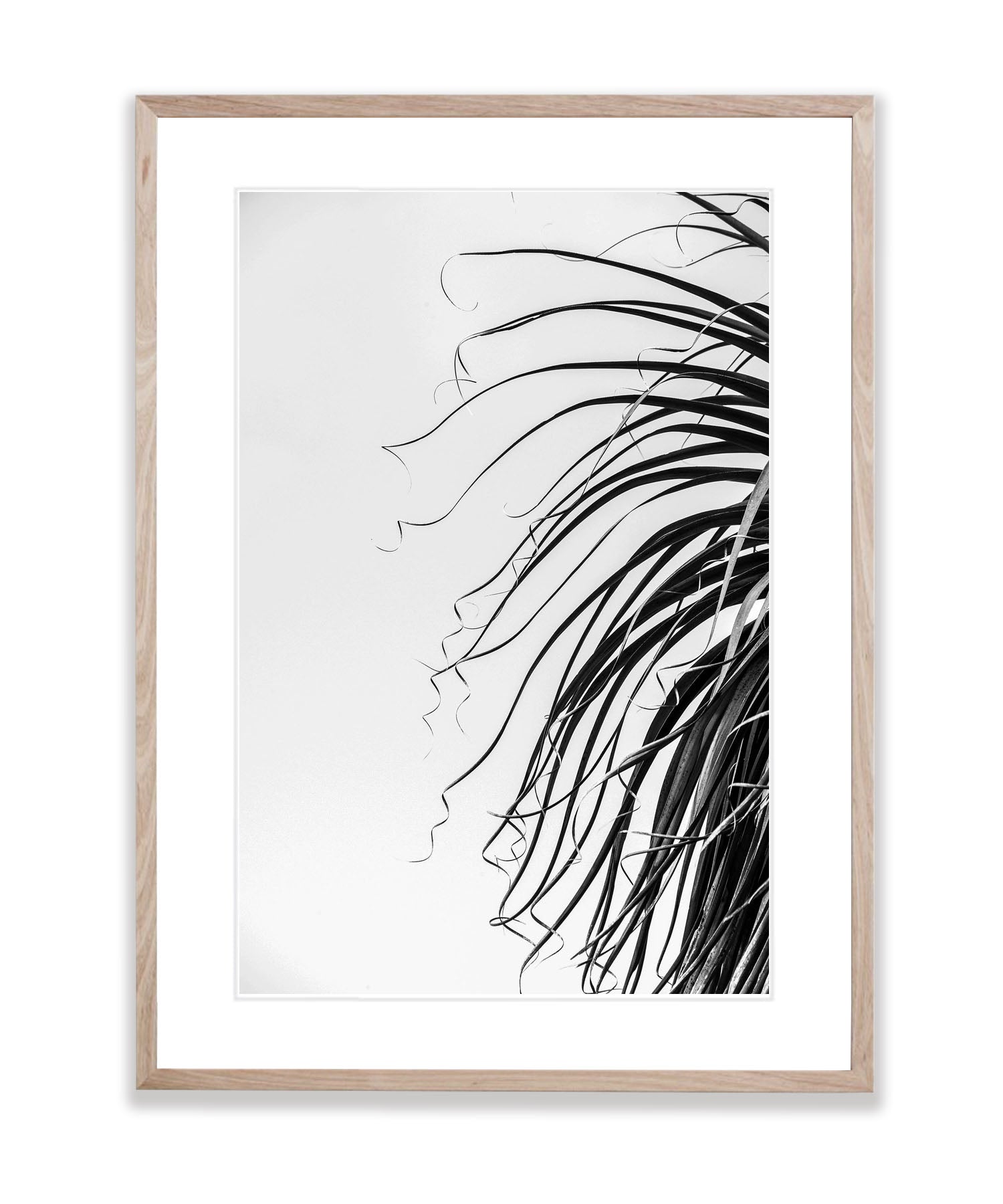 Pandani fronds BW, Cradle Mountain, Tasmania