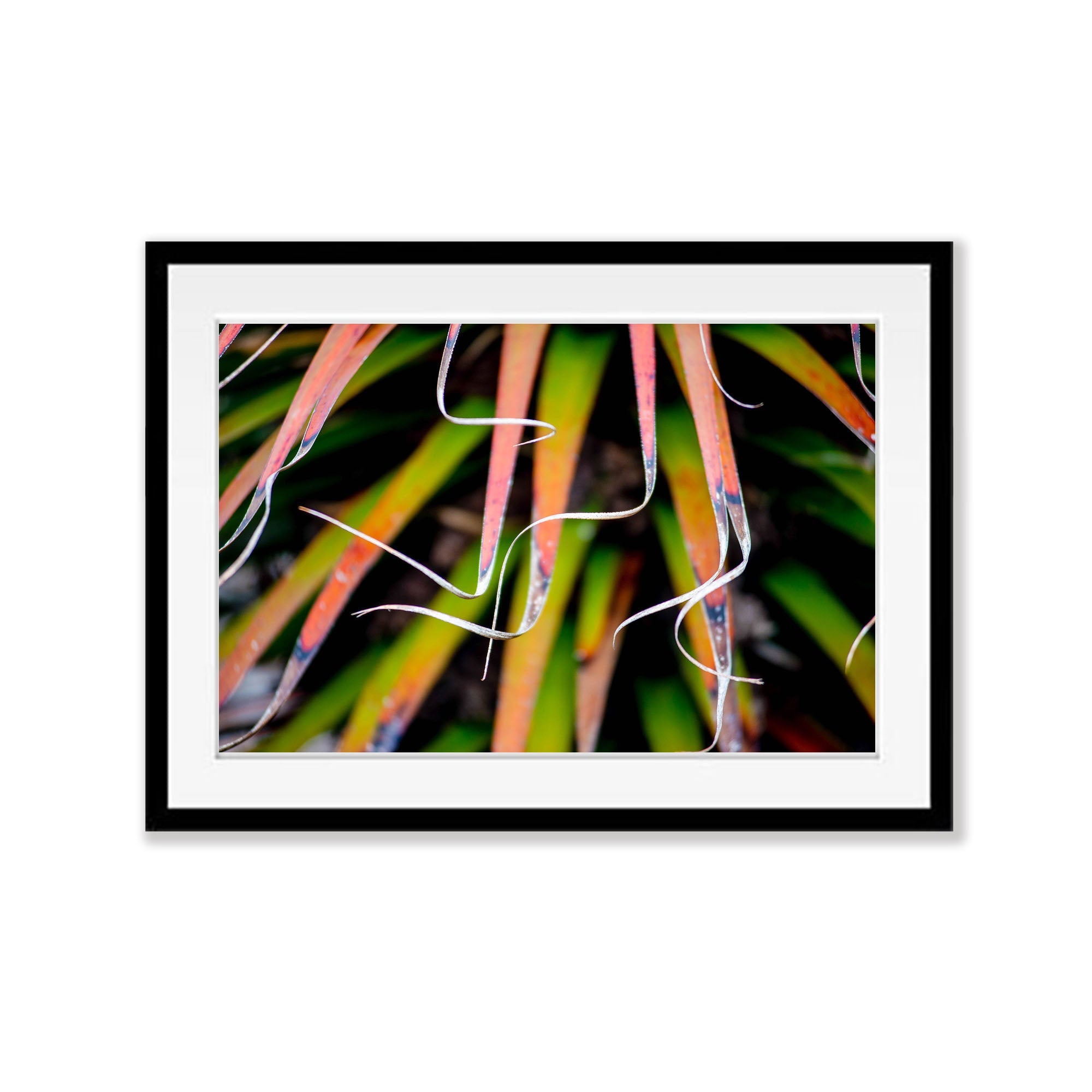 Pandani fronds, Cradle Mountain, Tasmania