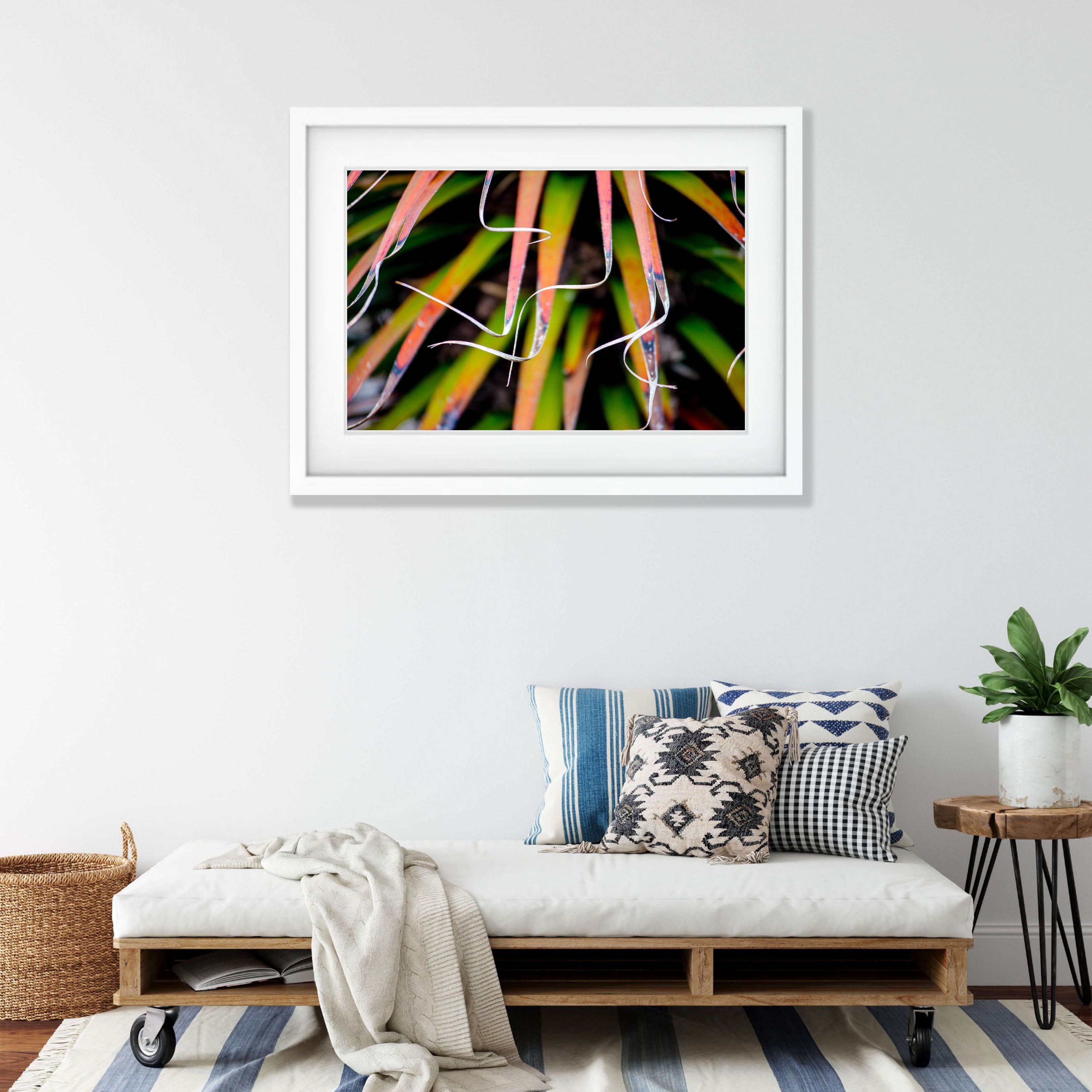 Pandani fronds, Cradle Mountain, Tasmania