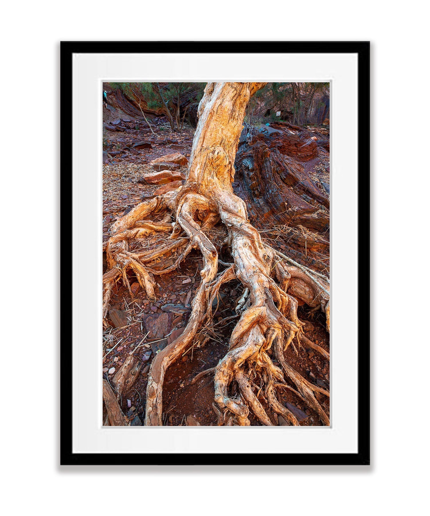 Paperbark Tree Roots, Hammersley Gorge, Karijini, Western Australia