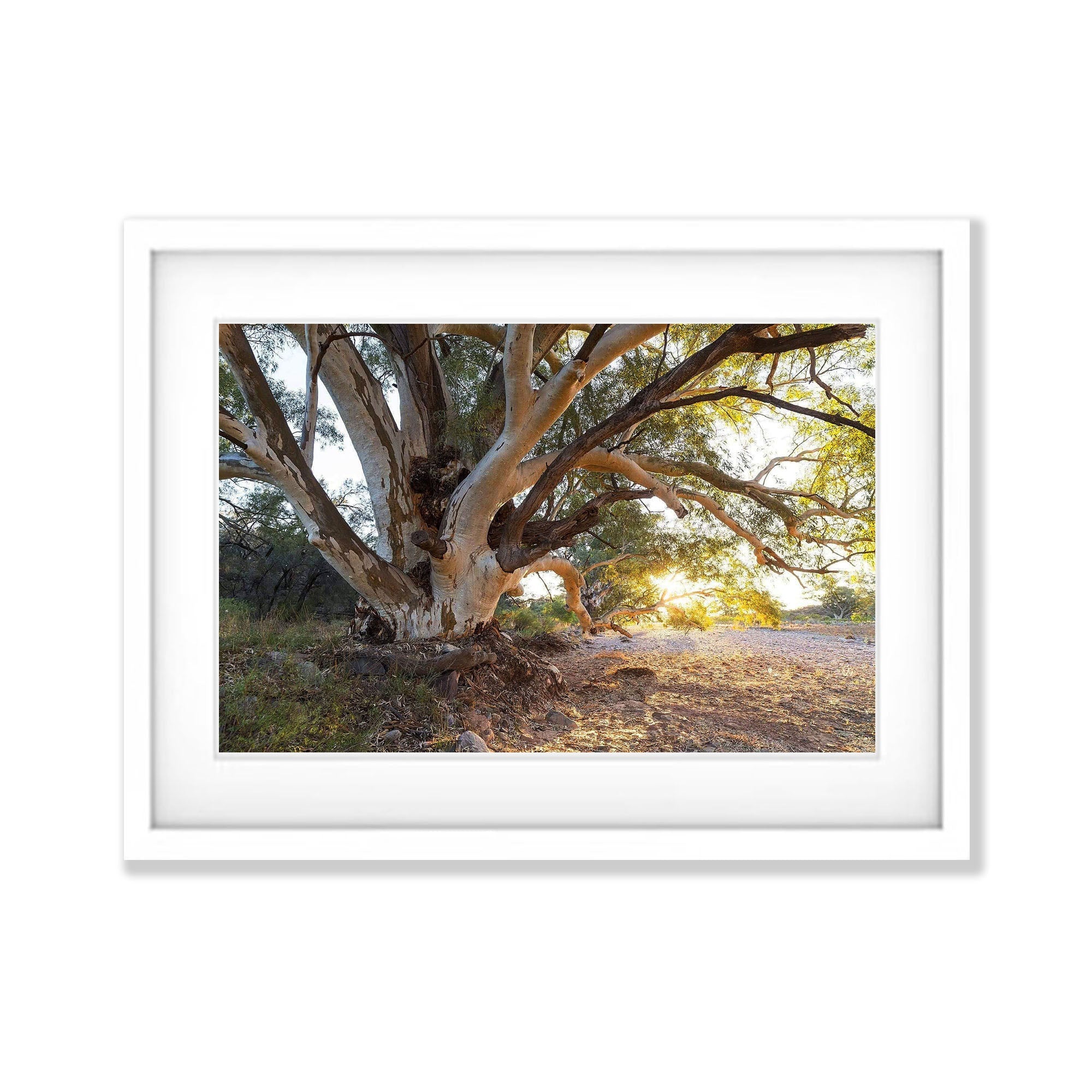 Parachilna Guardian - Flinders Ranges SA