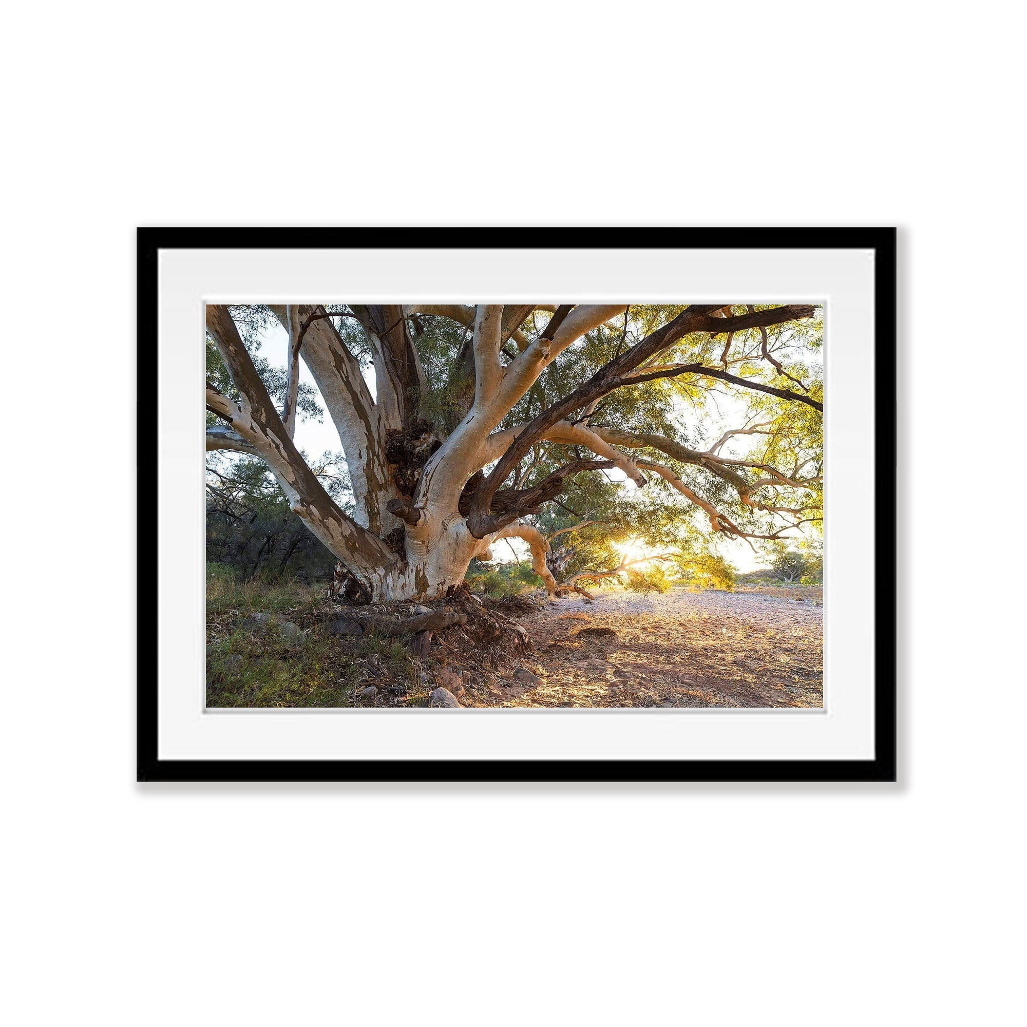 Parachilna Guardian - Flinders Ranges SA