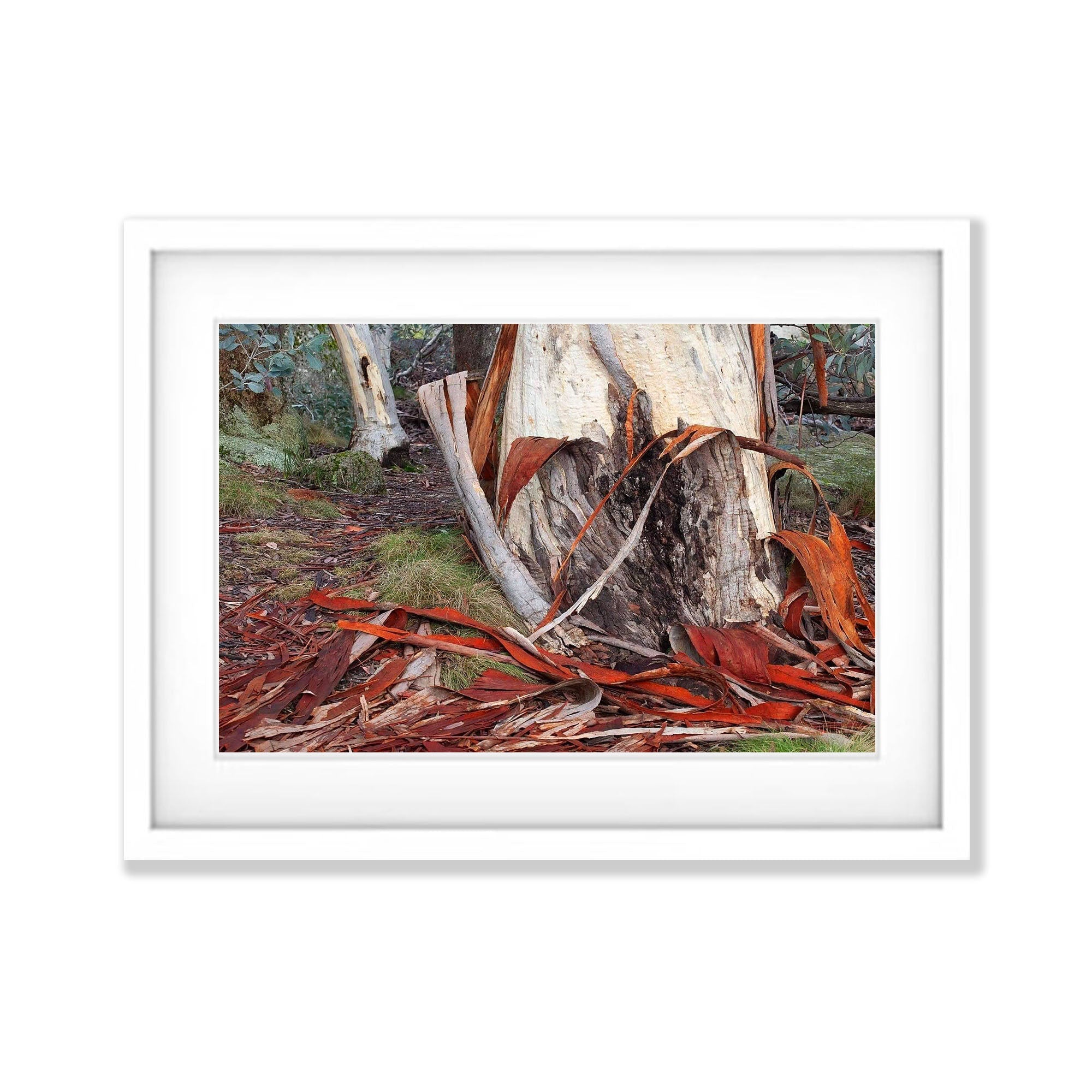 Peeling Bark - Victorian High Country