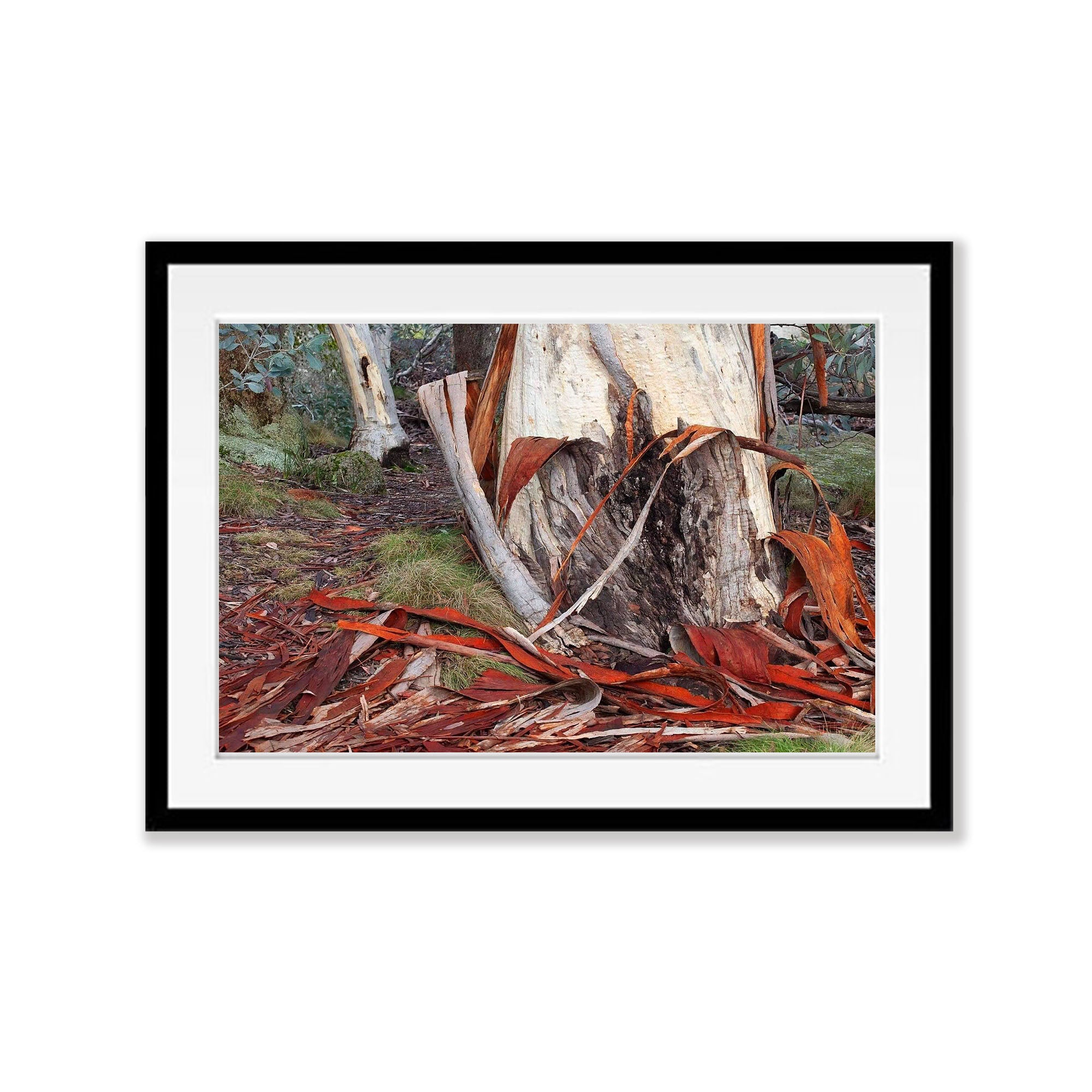 Peeling Bark - Victorian High Country