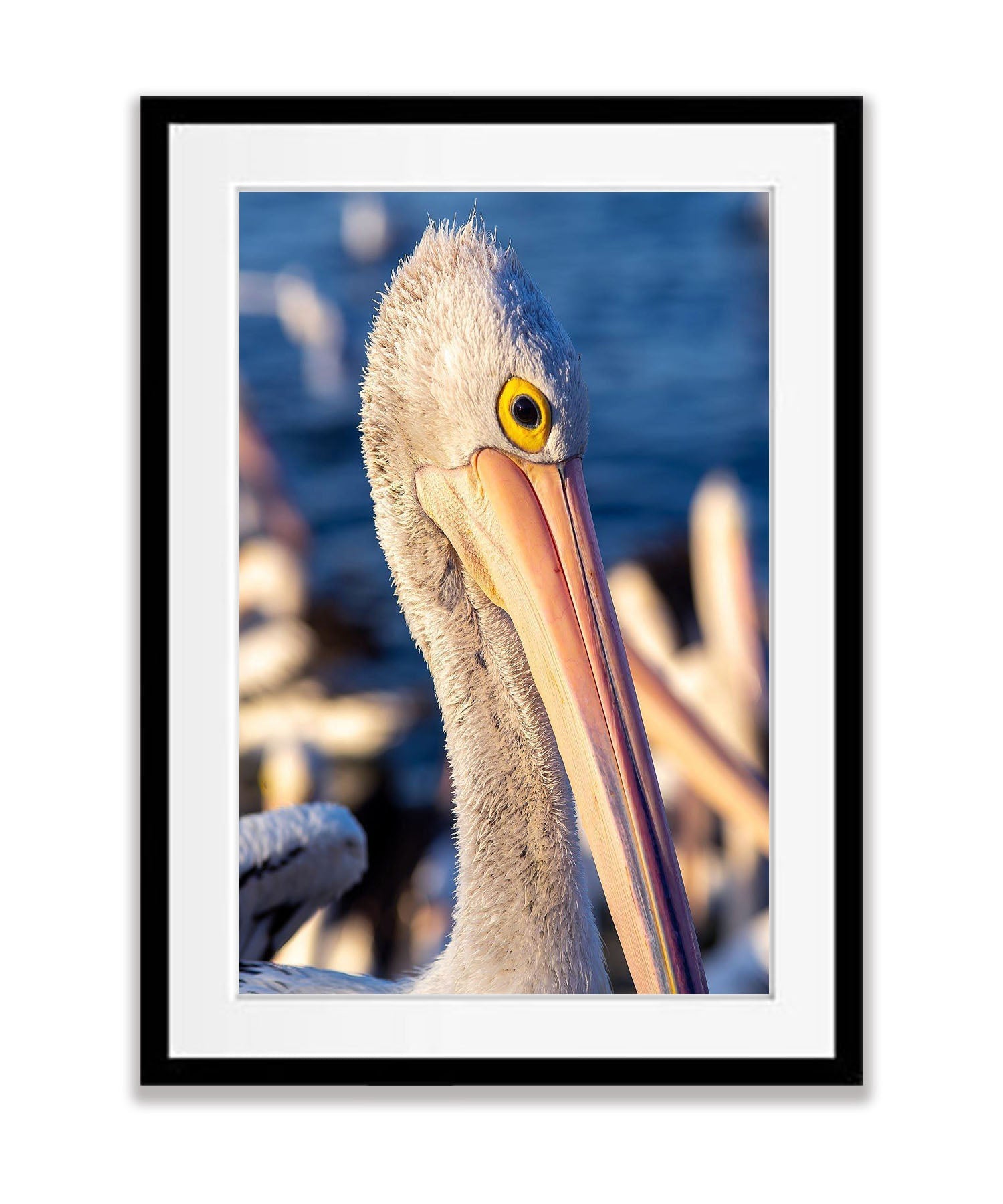Pelican No.2, Kangaroo Island, South Australia