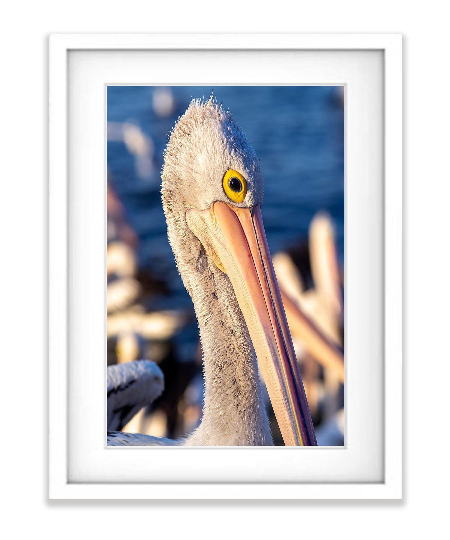 Pelican No.2, Kangaroo Island, South Australia