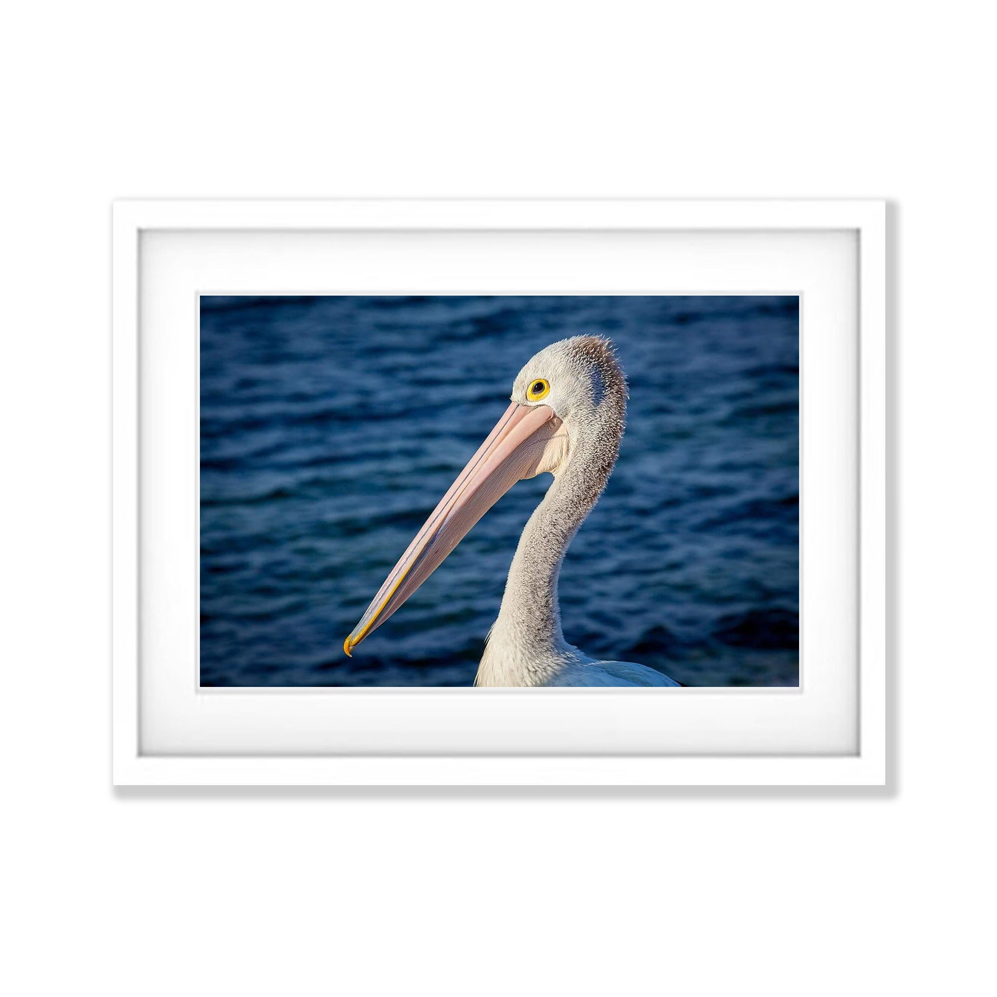Pelican No.3, Kangaroo Island, South Australia