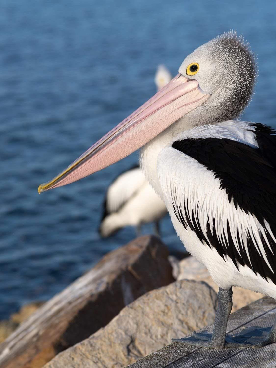 From behind shot of a pelican's head area, Pelican - Kangaroo Island SA