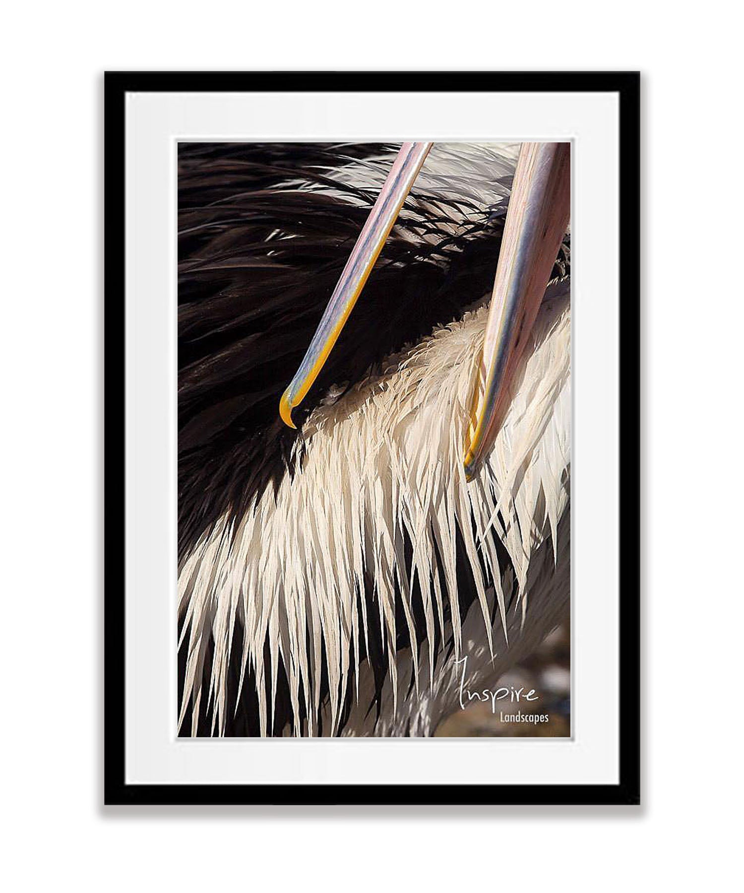 Pelican preening, Kangaroo Island, South Australia