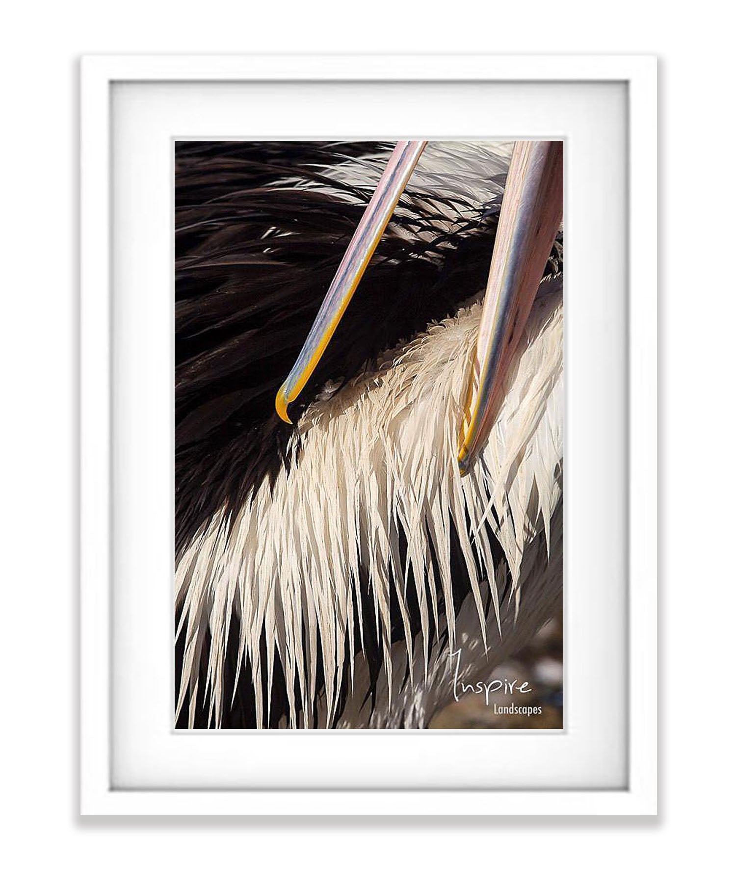 Pelican preening, Kangaroo Island, South Australia