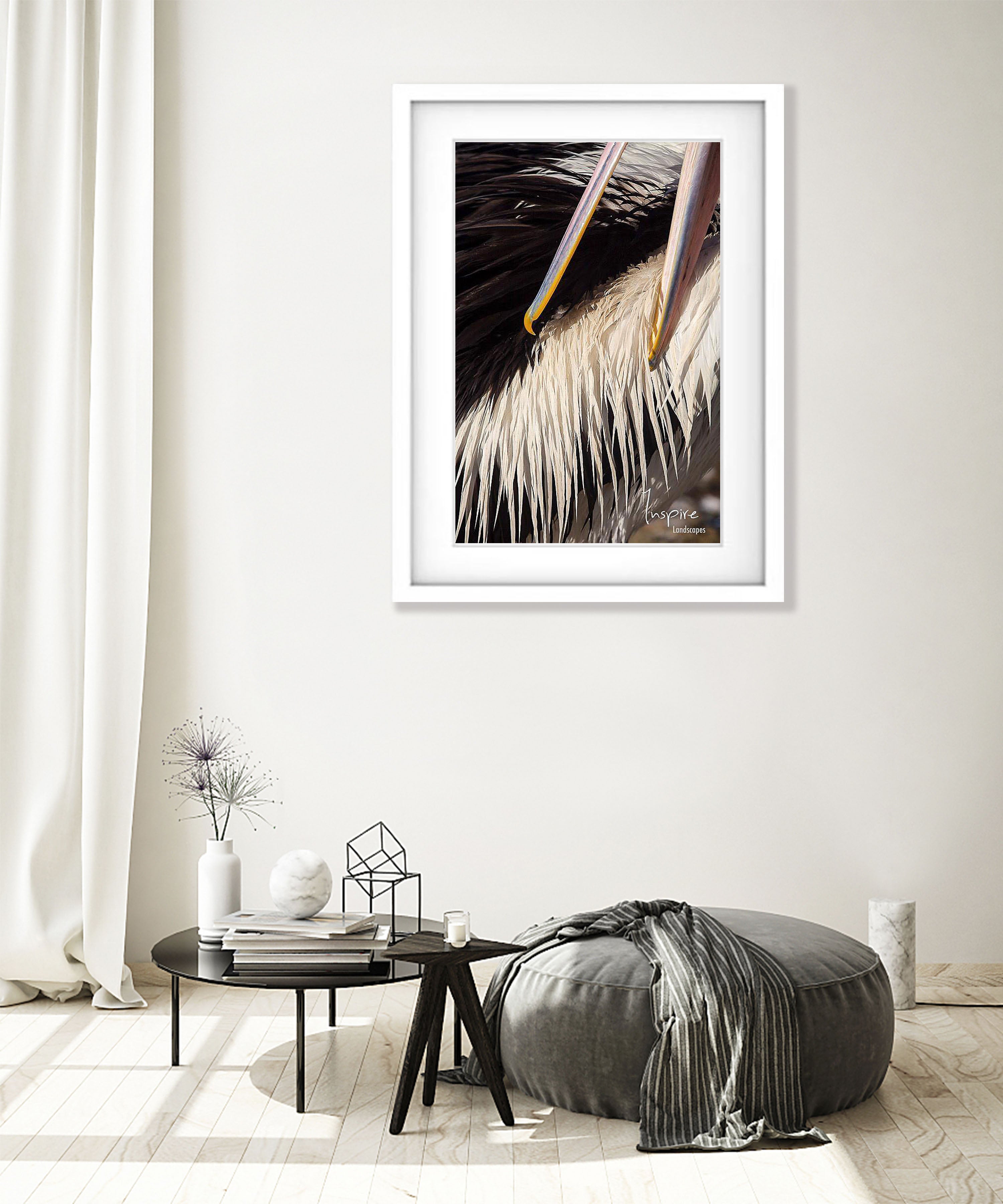 Pelican preening, Kangaroo Island, South Australia