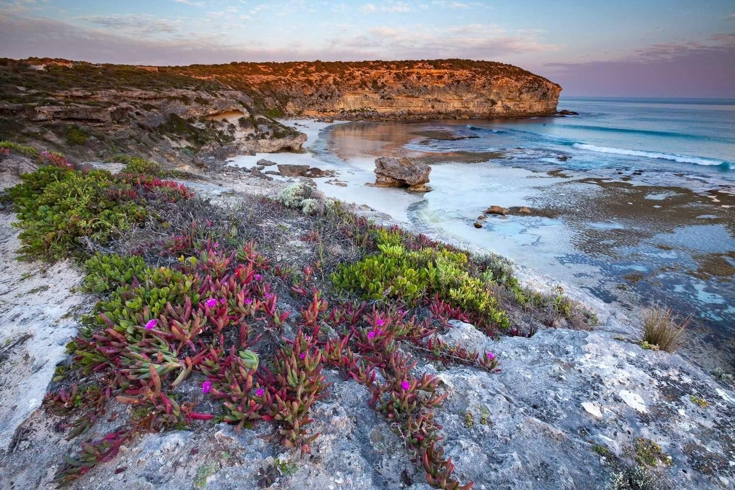 Green and purple flowers on a seashore area, and a long mountain wall behind, Pennington Colours - Kangaroo Island SA