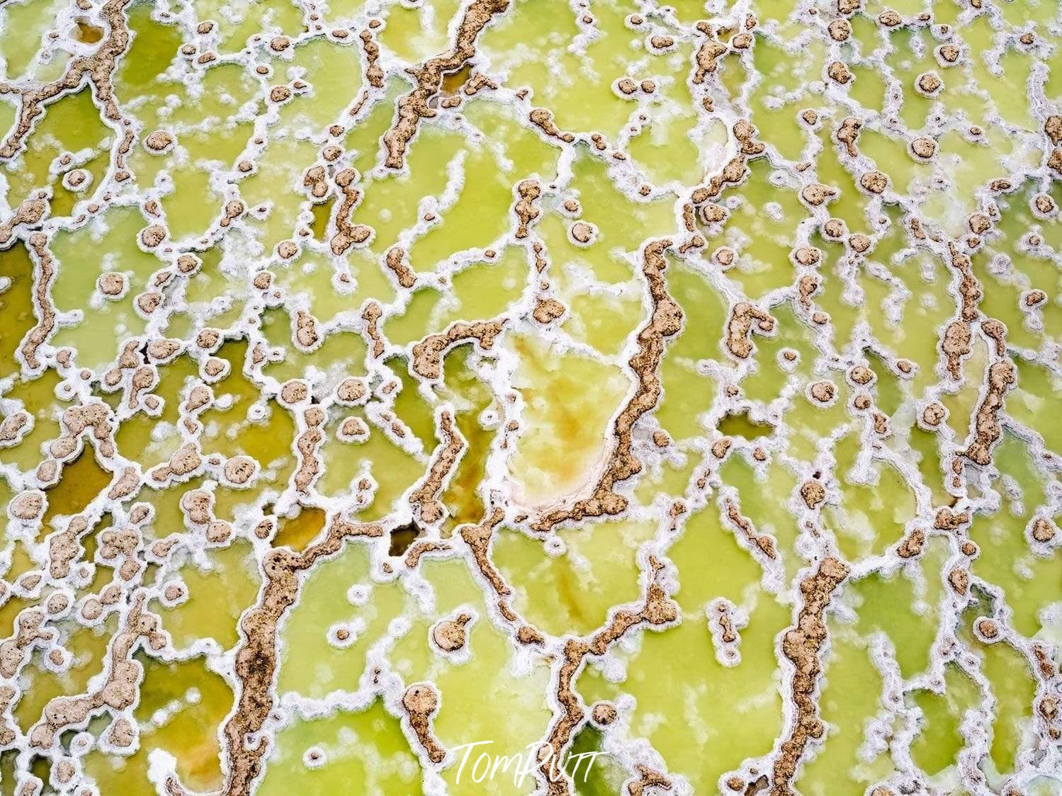 A detailed texture of small stony lines on a parrot-green oceanic surface, Petri Dish