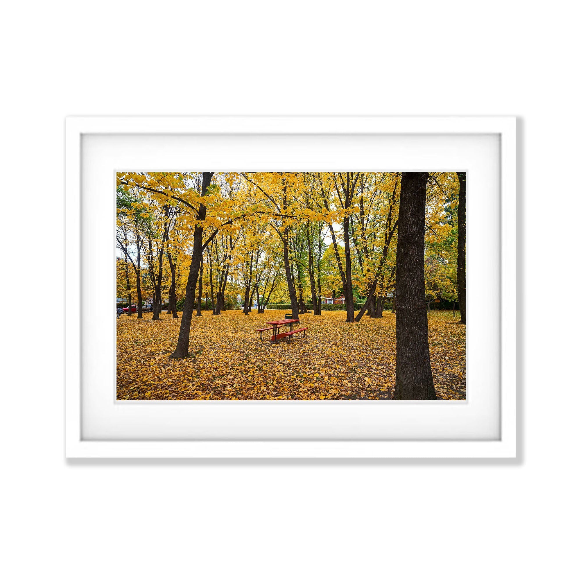 Picnic Table amongst Autumn Trees, Arrowtown, New Zealand