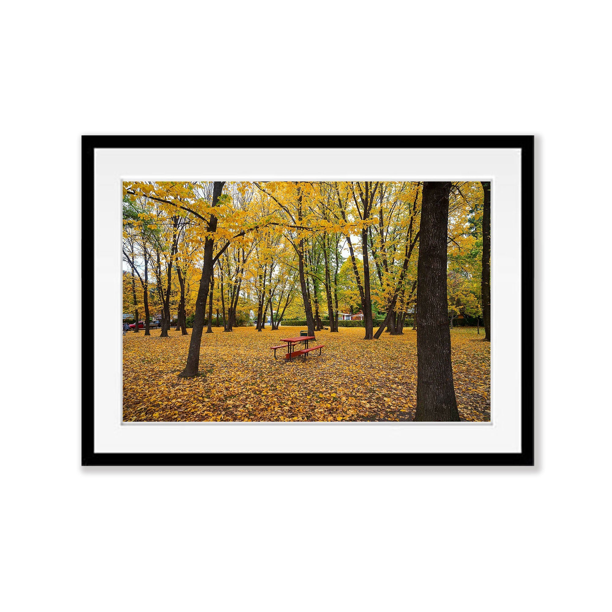 Picnic Table amongst Autumn Trees, Arrowtown, New Zealand