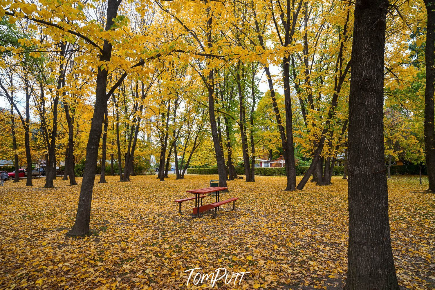A collection of long trees with autumn leaves on the ground, New Zealand #24