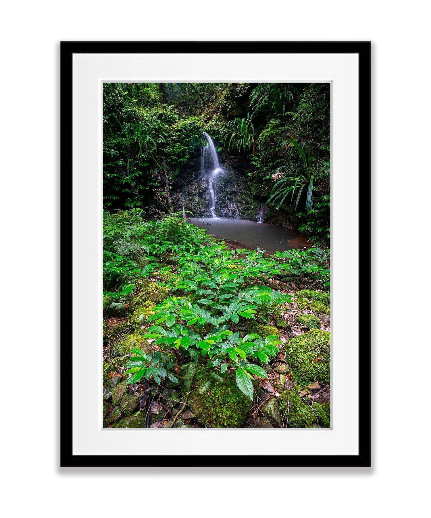 Pristine Lamington - QLD