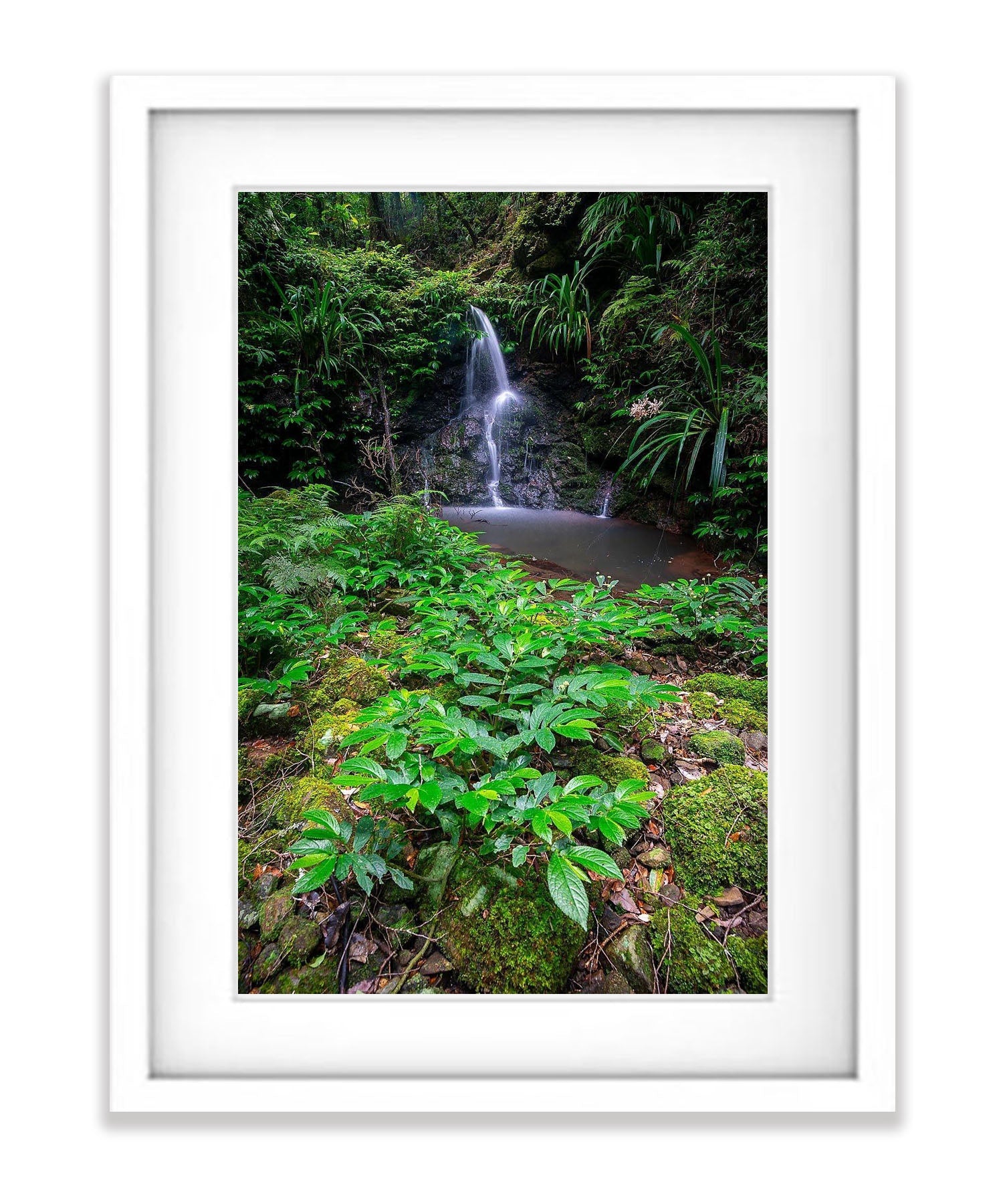 Pristine Lamington - QLD