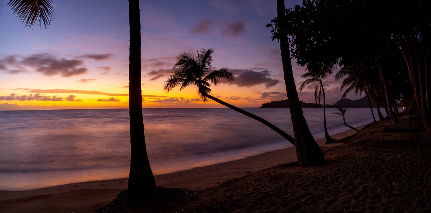 Dark view of the lake and a horizontally grown palm tree on the beach, Quiet Dawn, Palm Cove, Queensland