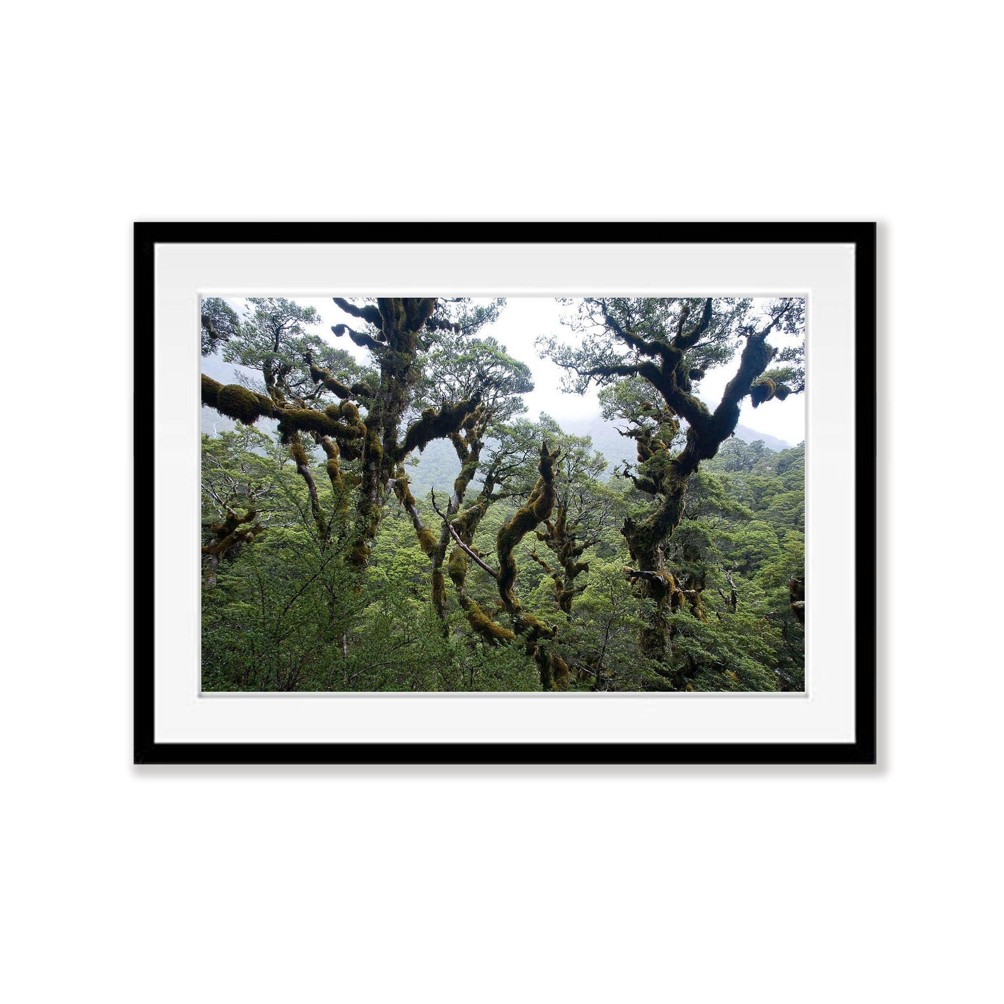 Rainforest Canopy No.2, Routeburn Track - New Zealand