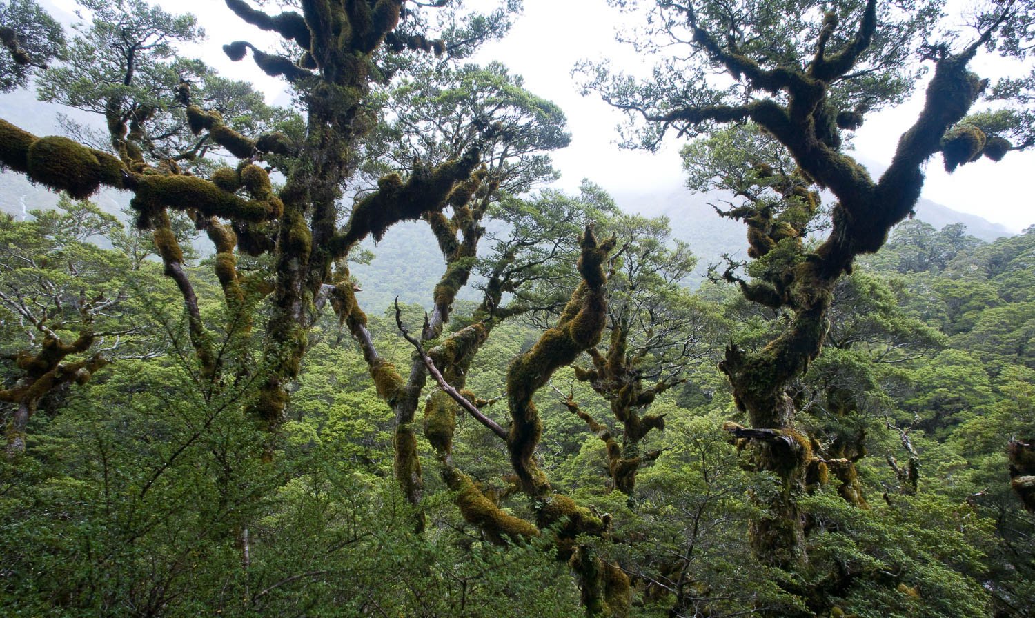 Group of wavy trees in a forest, Rainforest Canopy #2, Routeburn Track - New Zealand