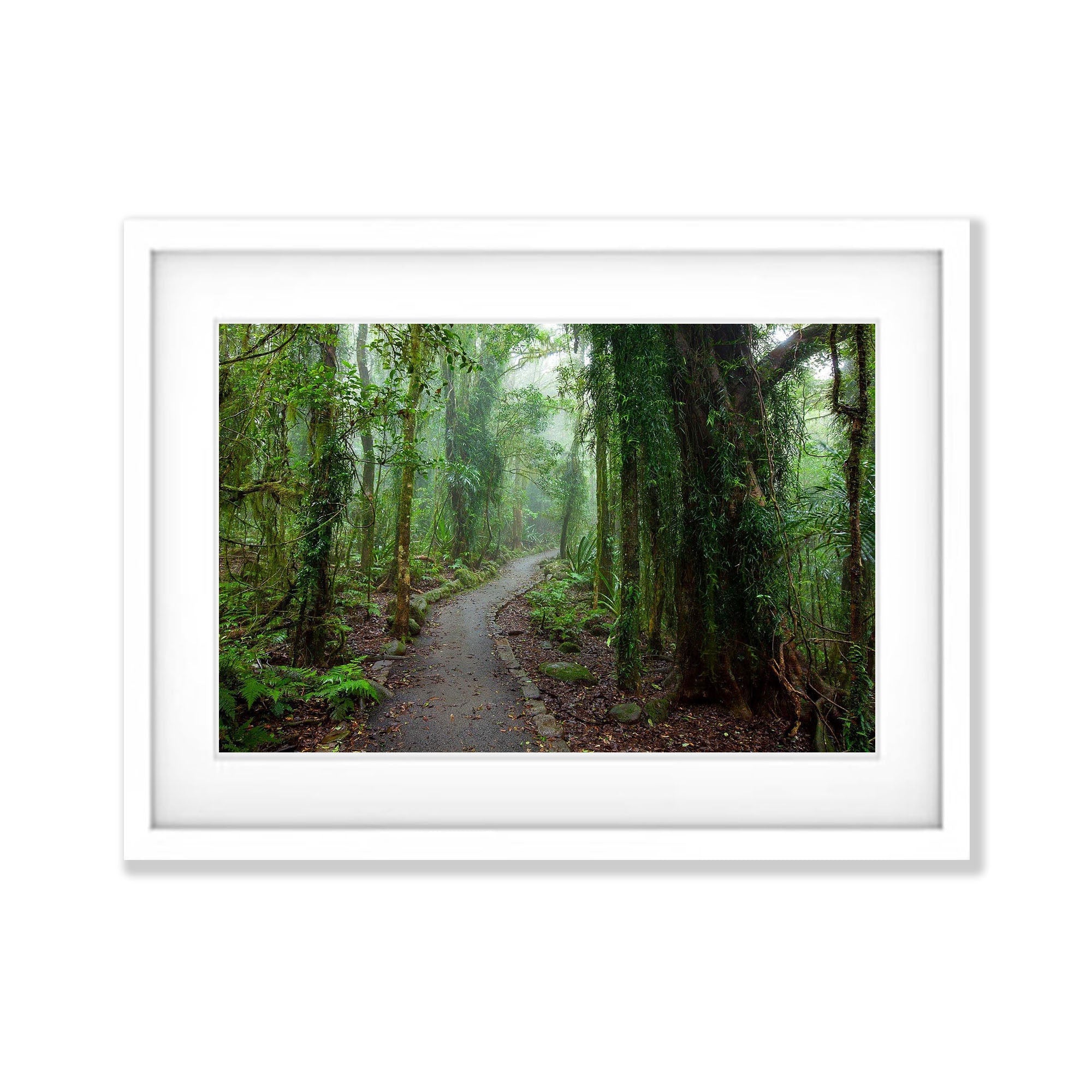 Rainforest Pathway - QLD