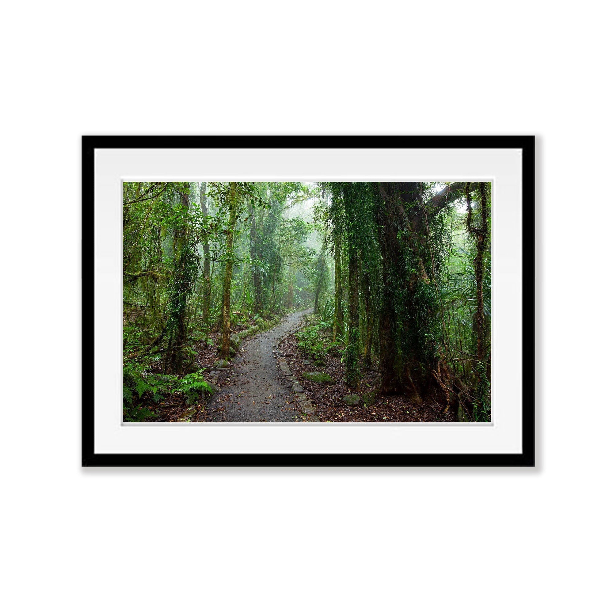 Rainforest Pathway - QLD