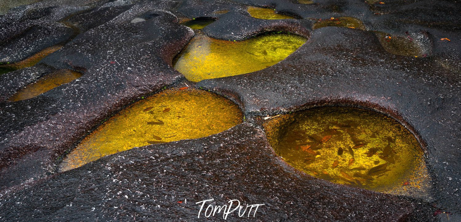 Large yellow liquids round holes on a muddy surface, Rainforest Rock Pools, Babinda, Far North Queensland