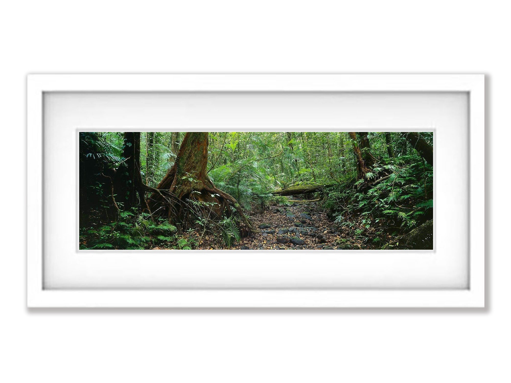 Rainforest Serenity - QLD