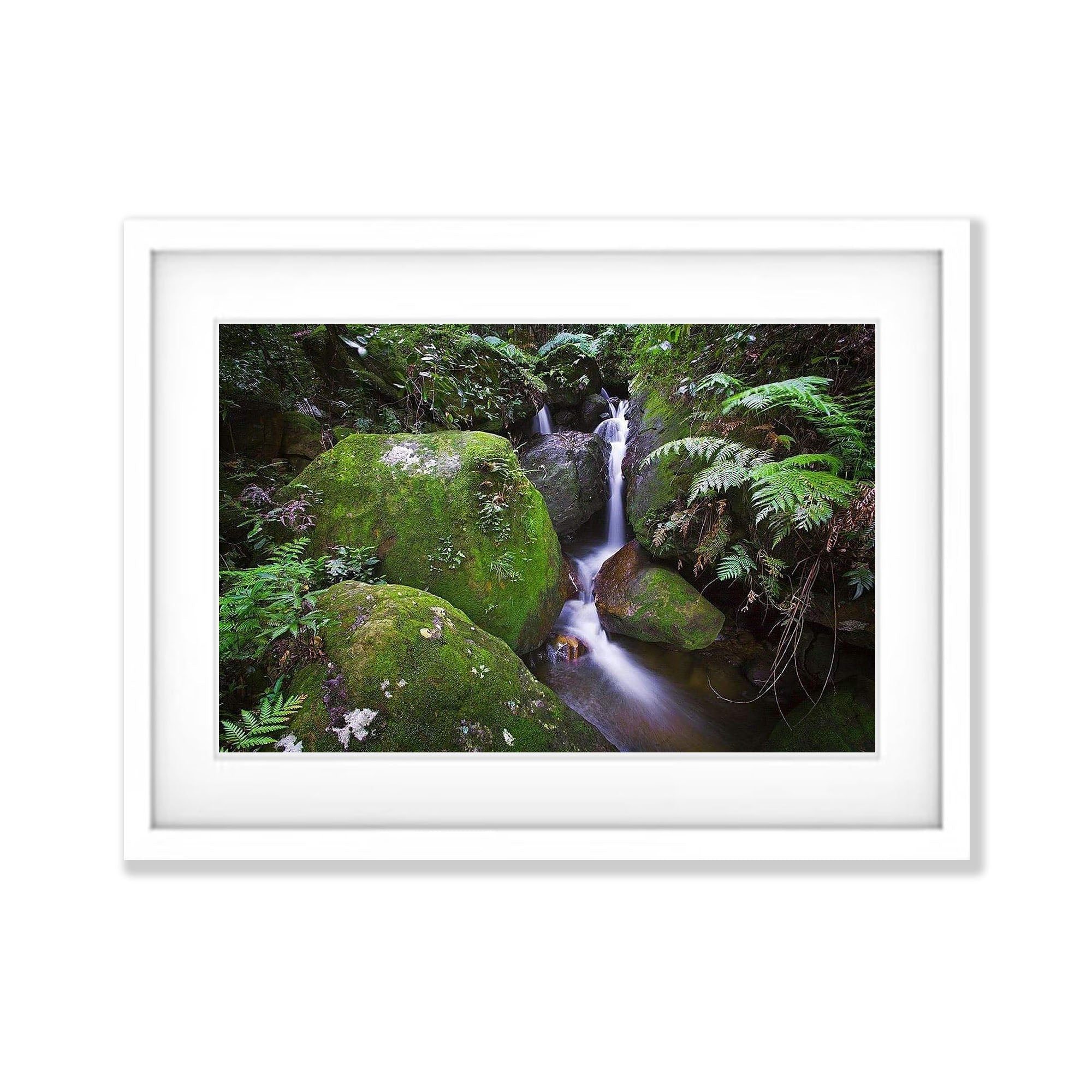 Rainforest Solice - Blue Mountains NSW
