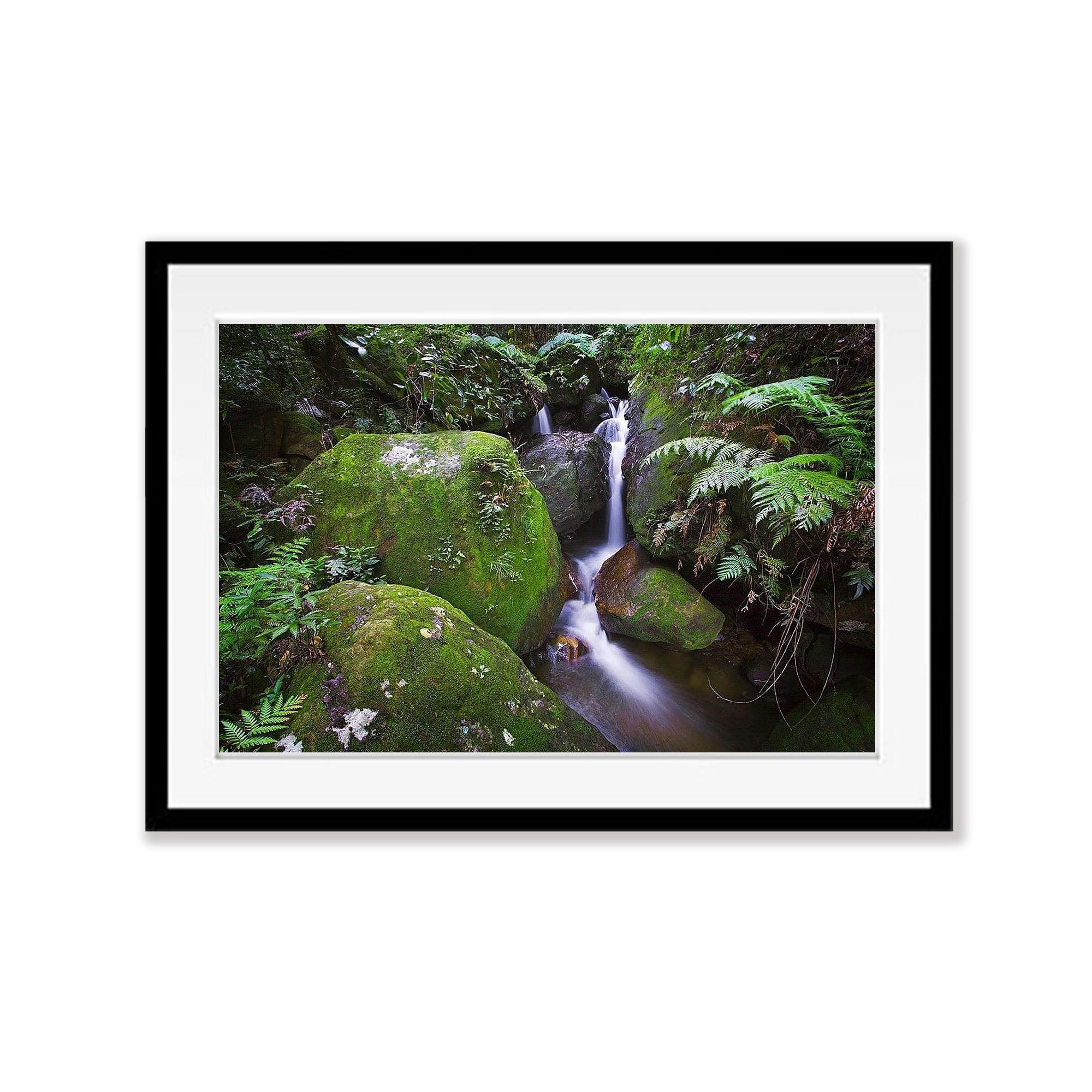 Rainforest Solice - Blue Mountains NSW