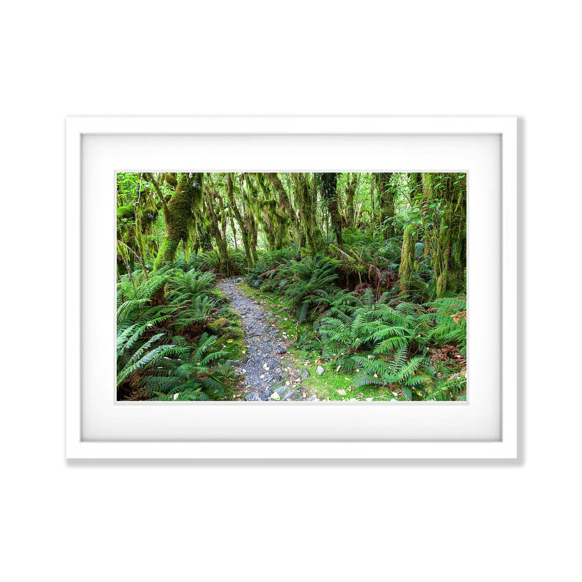 Rainforest near Arthur River, Milford Track - New Zealand