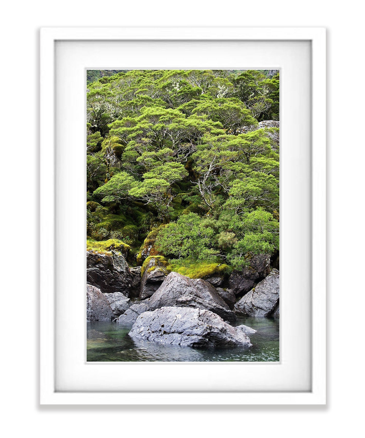 Rainforest surrounding Lake MacKenzie, Routeburn Track - New Zealand