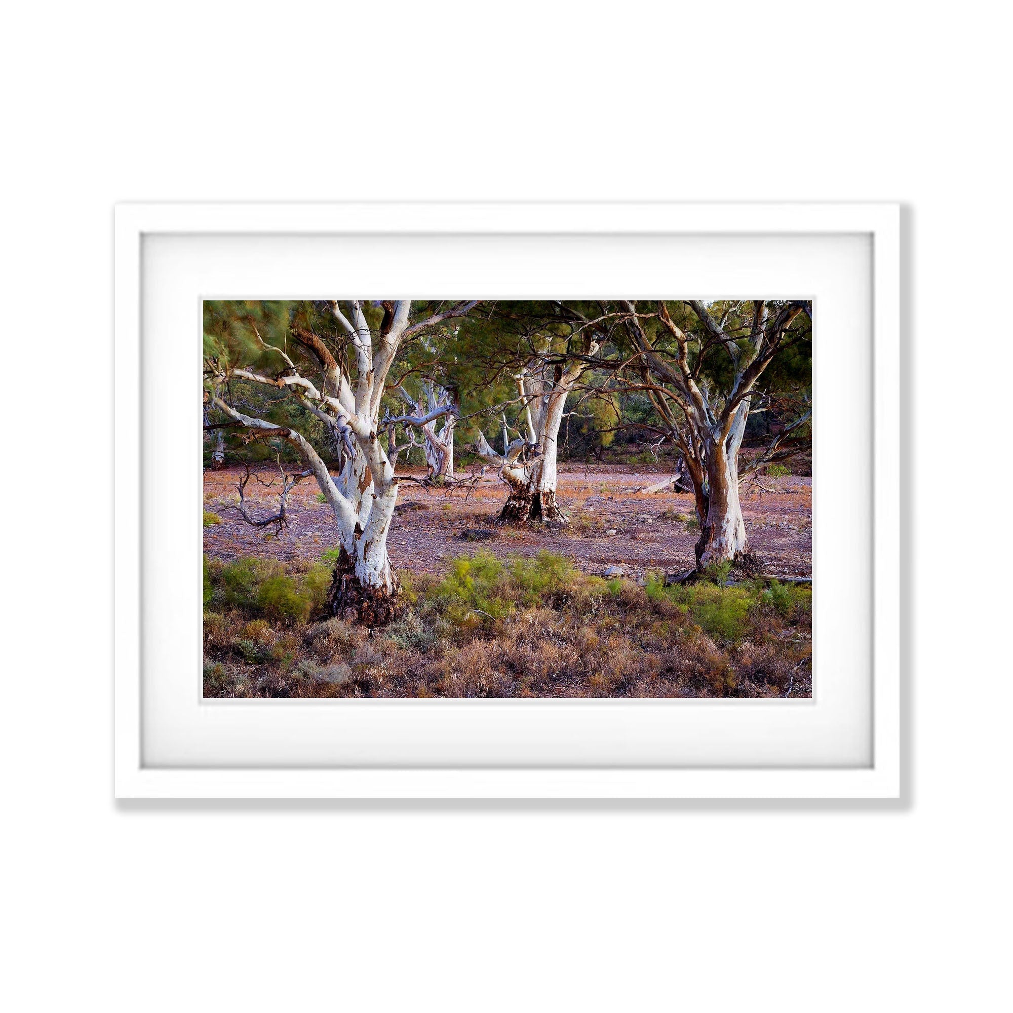 Red Gums Glow - Flinders Ranges SA