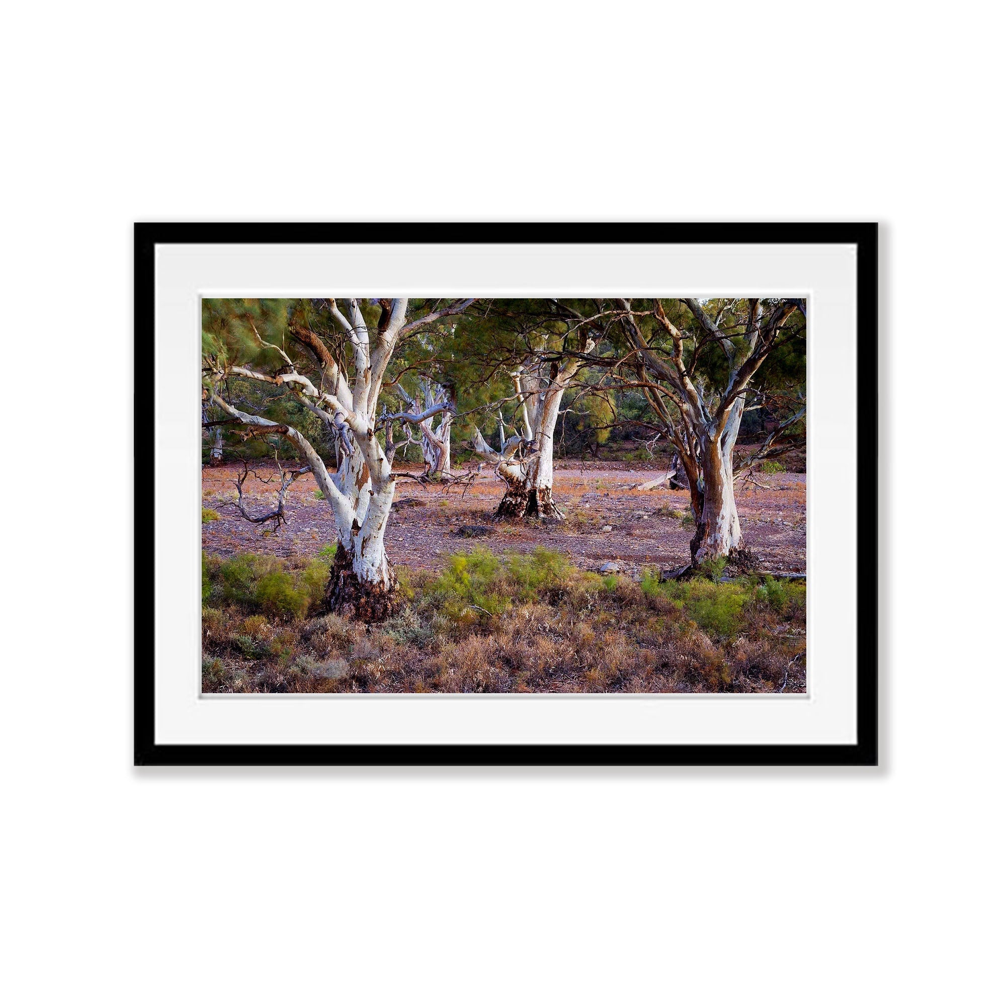 Red Gums Glow - Flinders Ranges SA