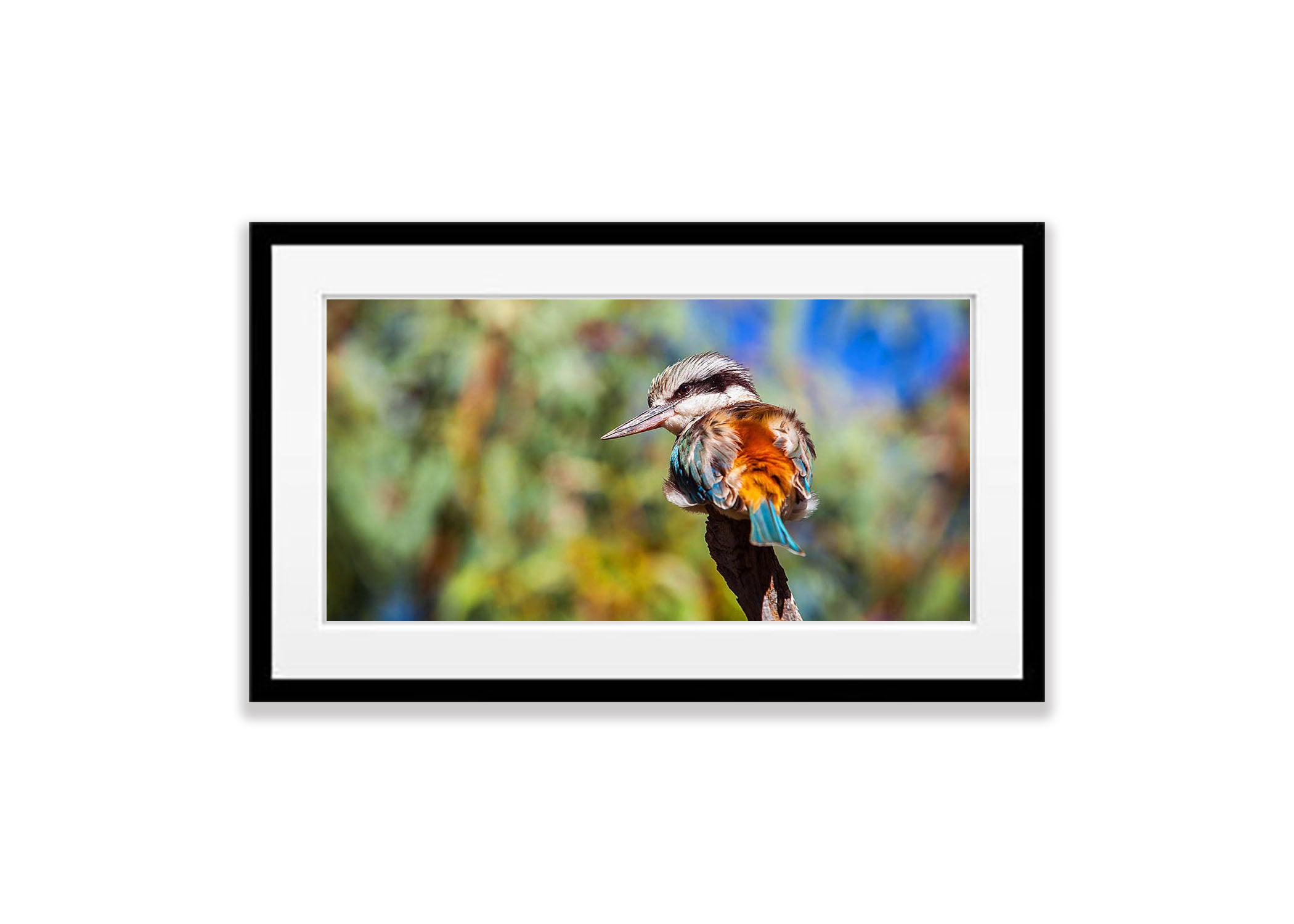 Redback Kingfisher, West MacDonnell Ranges - Northern Territory