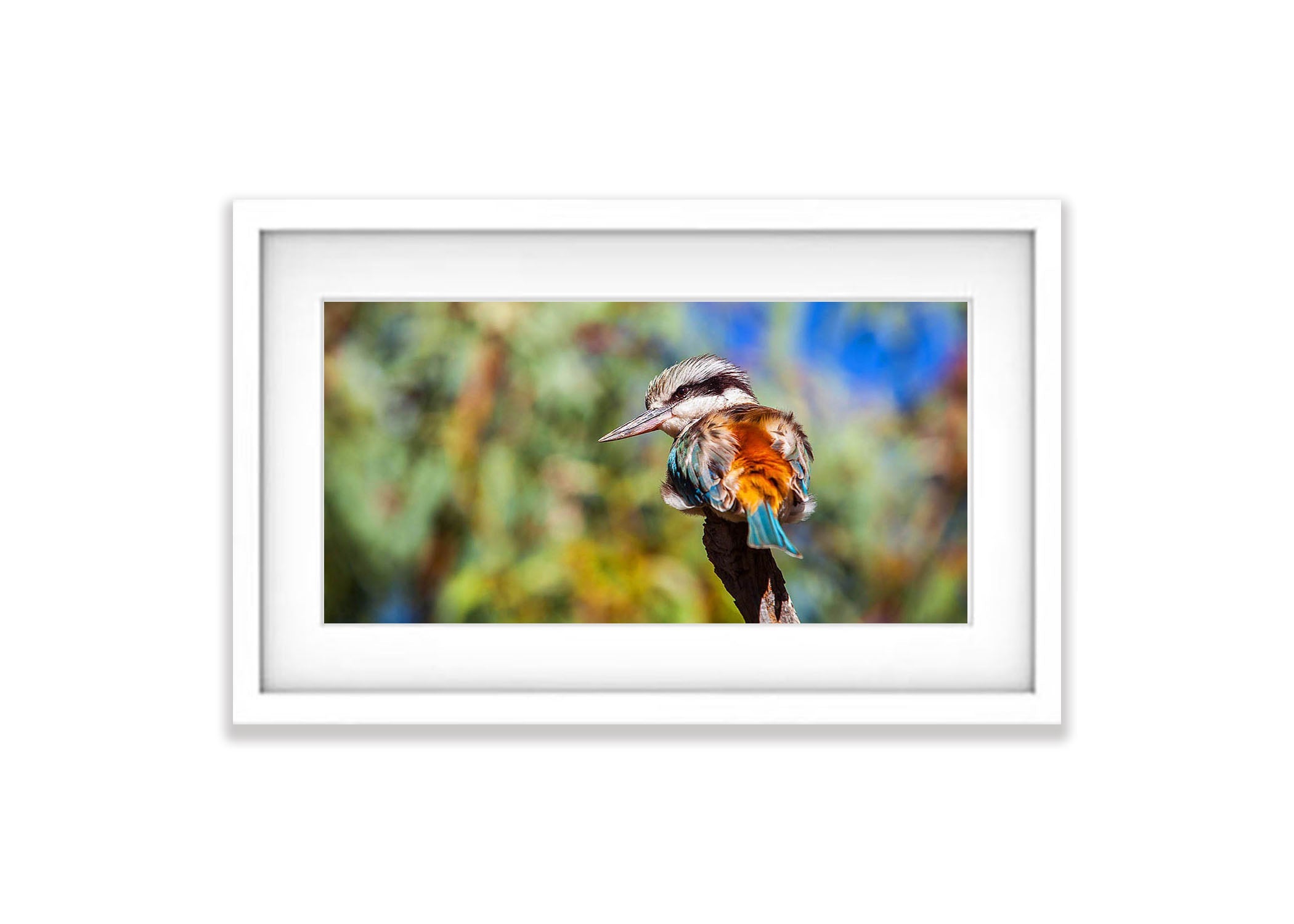 Redback Kingfisher, West MacDonnell Ranges - Northern Territory