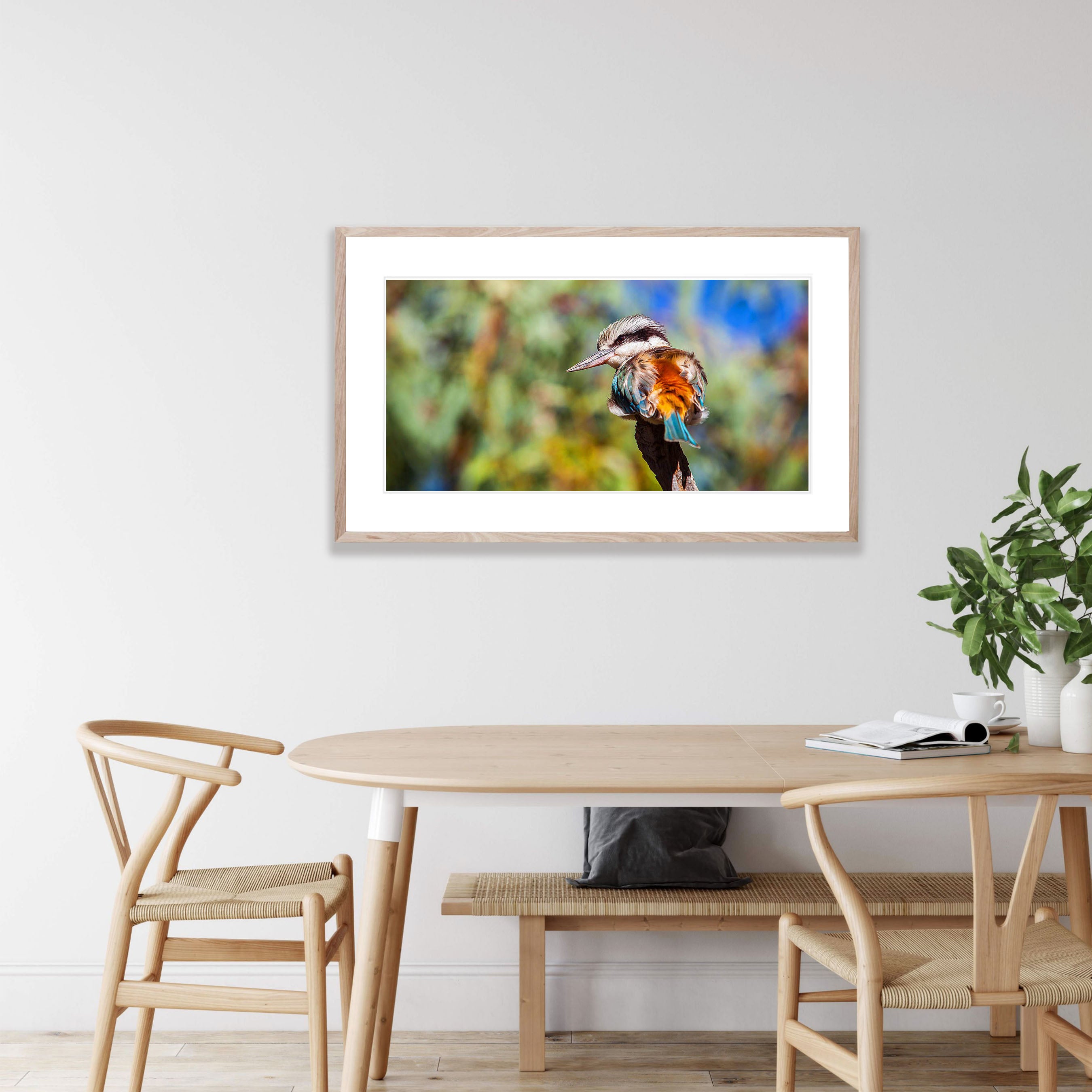 Redback Kingfisher, West MacDonnell Ranges - Northern Territory