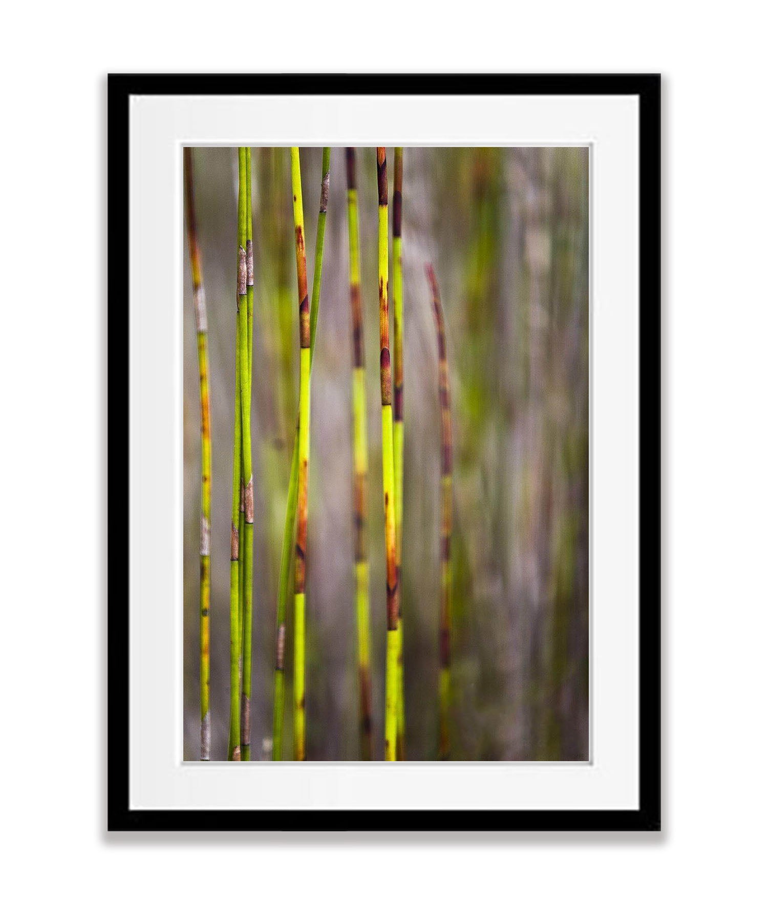 Reed abstract - Fraser Island QLD