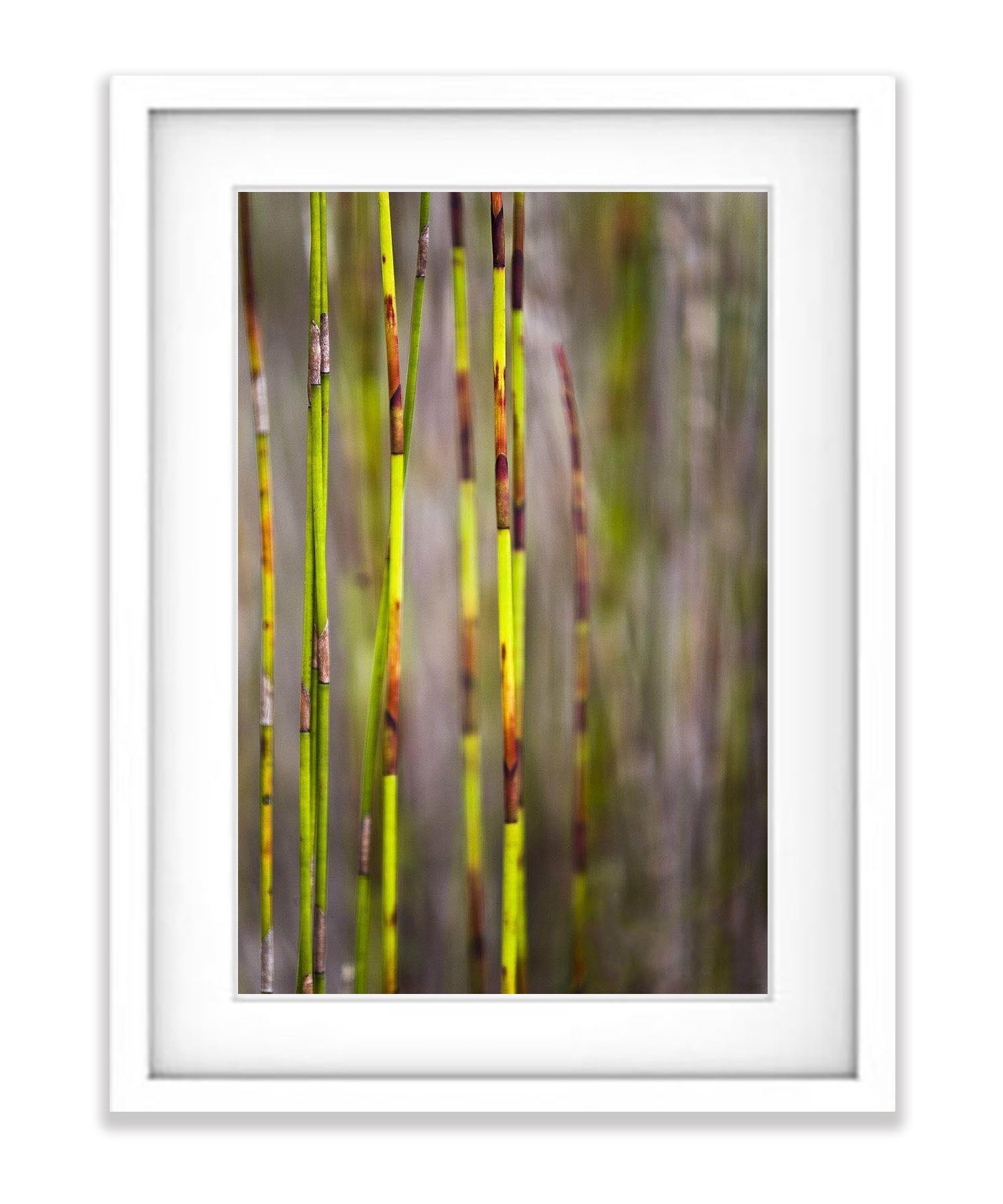 Reed abstract - Fraser Island QLD