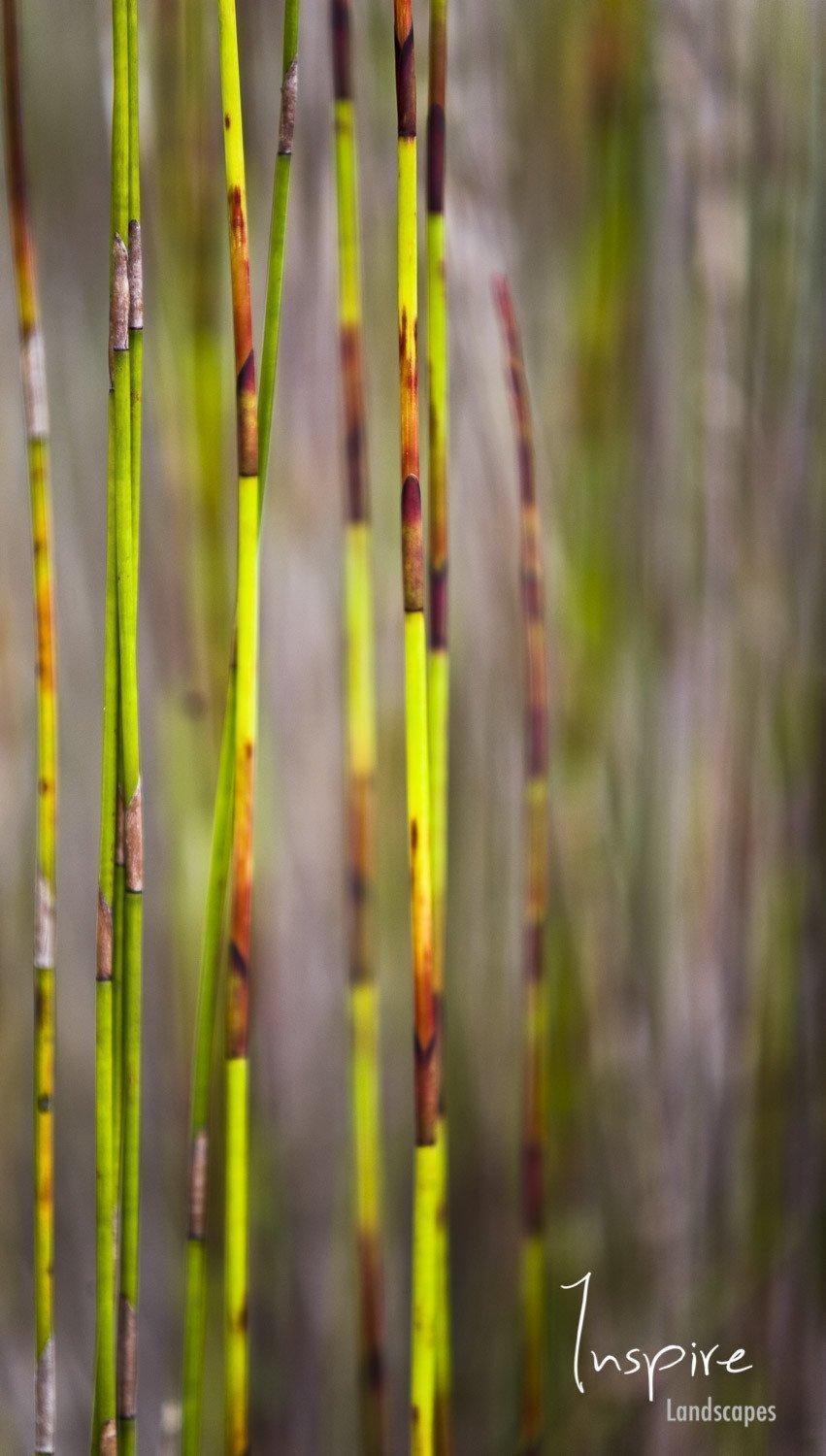Close-up shot of long reeds, Reed abstract - Fraser Island QLD