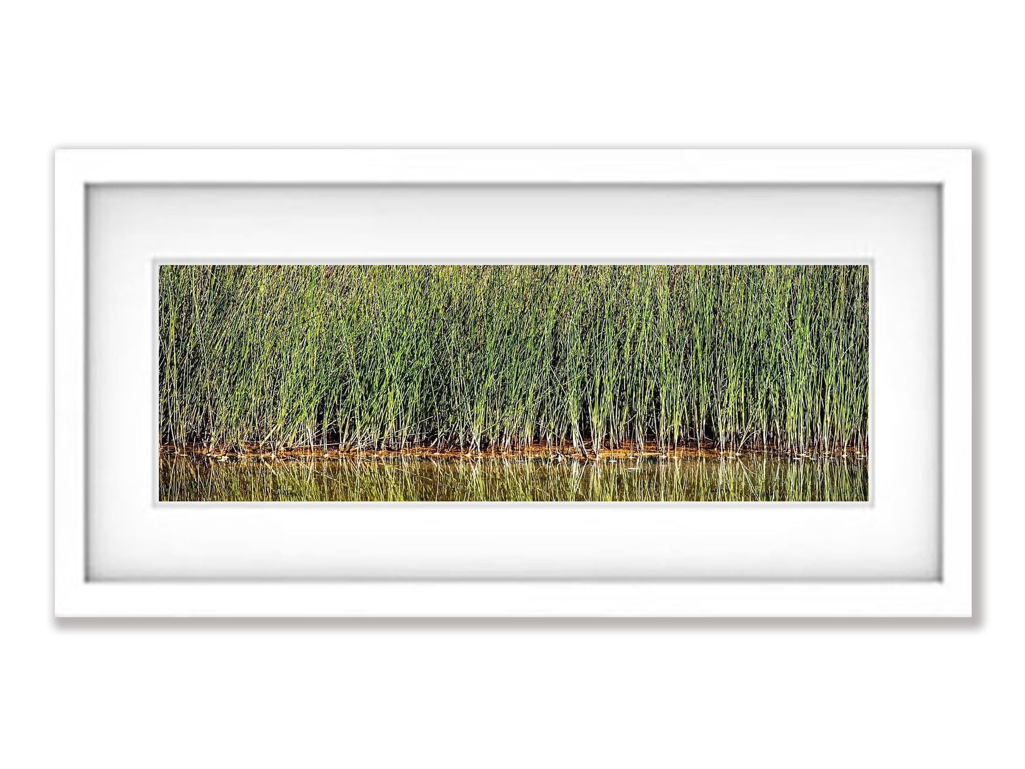 Reeds, Karijini, The Pilbara, WA
