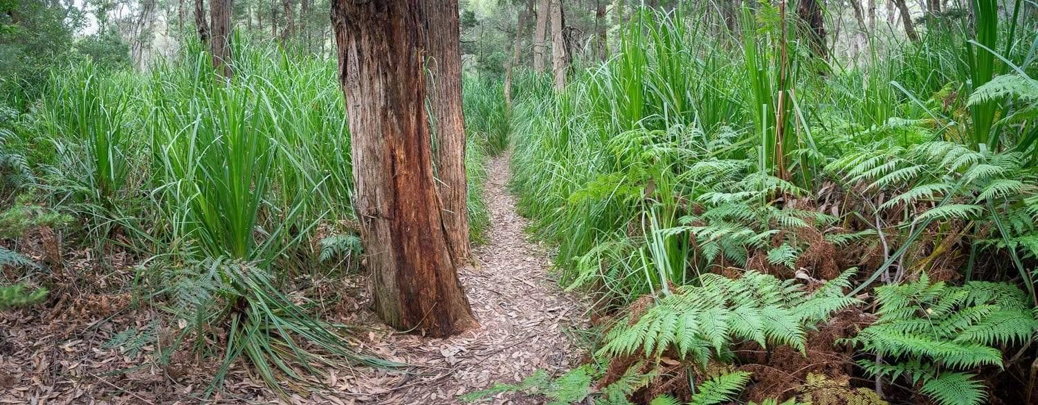 A narrow pathway between thick trees and plants, Refuge Walkway - Wilson's Promontory VIC