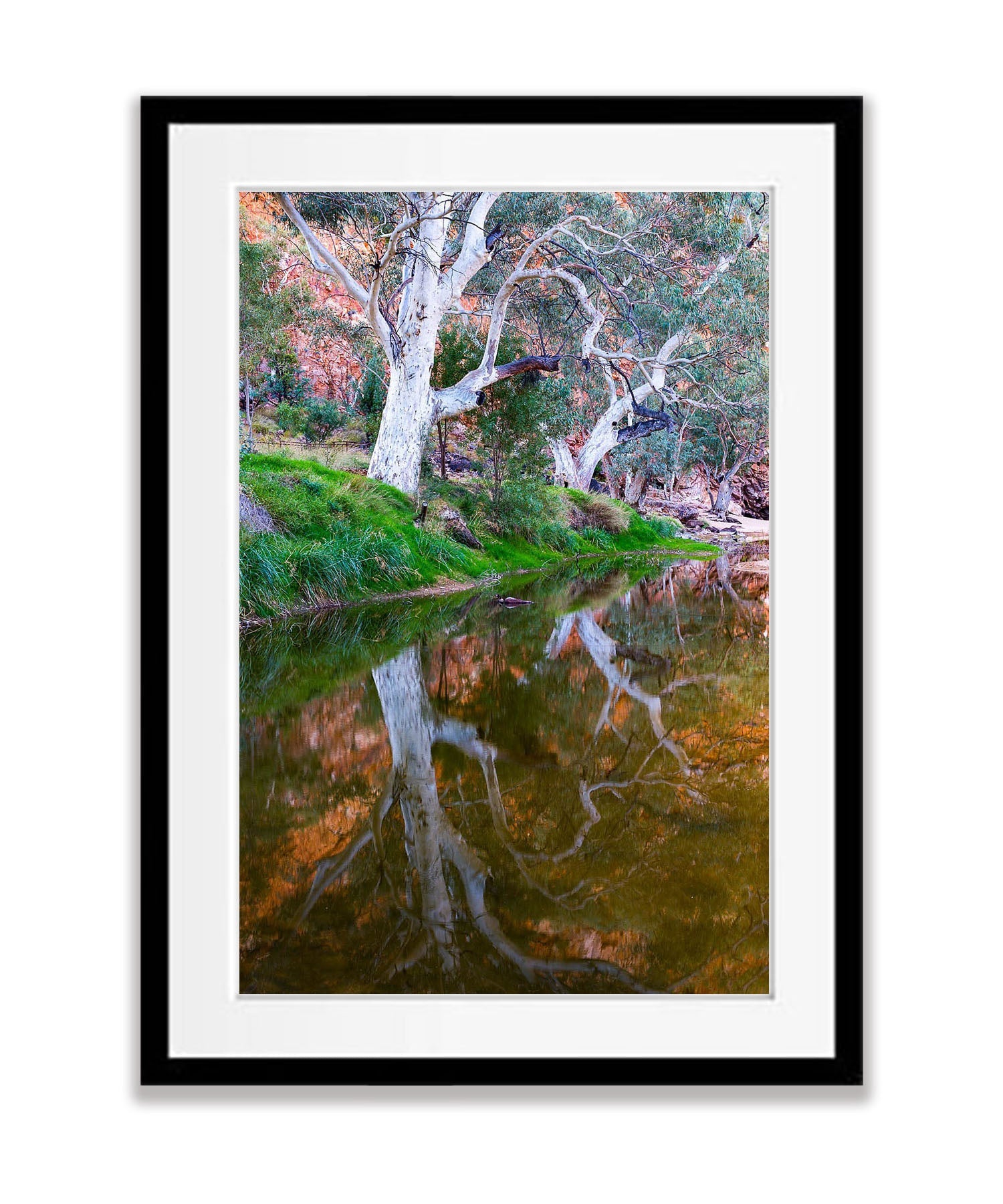 River Red Gum Reflection, West MacDonnell Ranges - Northern Territory