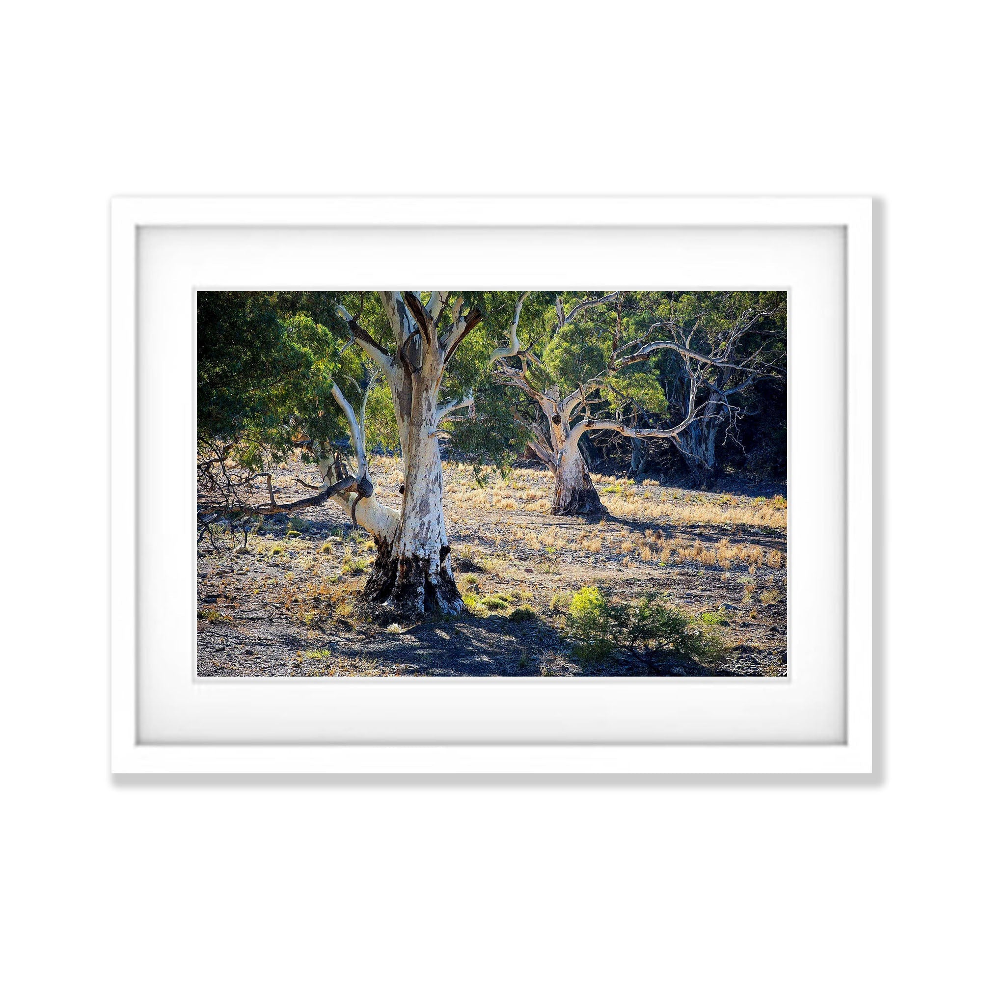 River Red Gums - Flinders Ranges SA