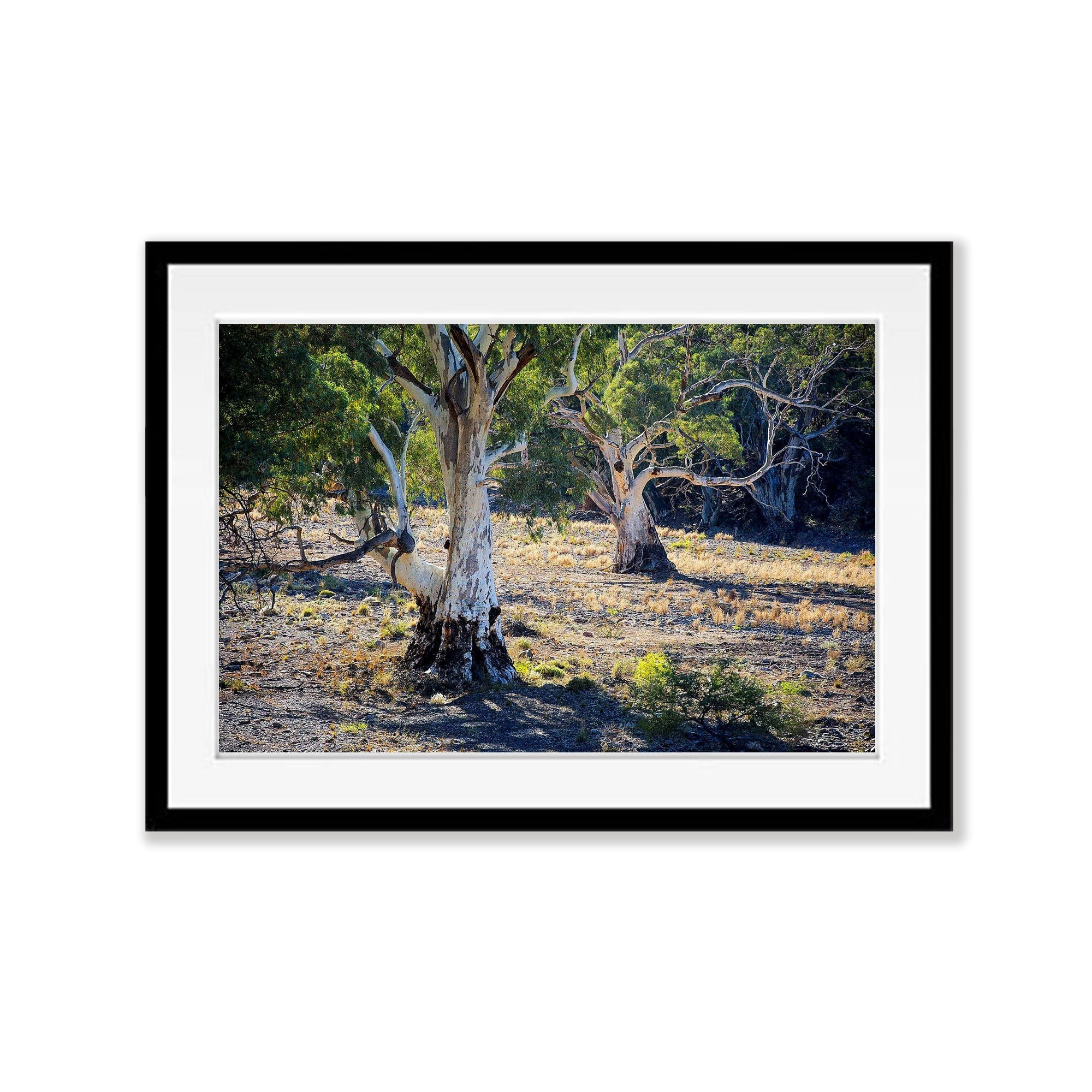 River Red Gums - Flinders Ranges SA