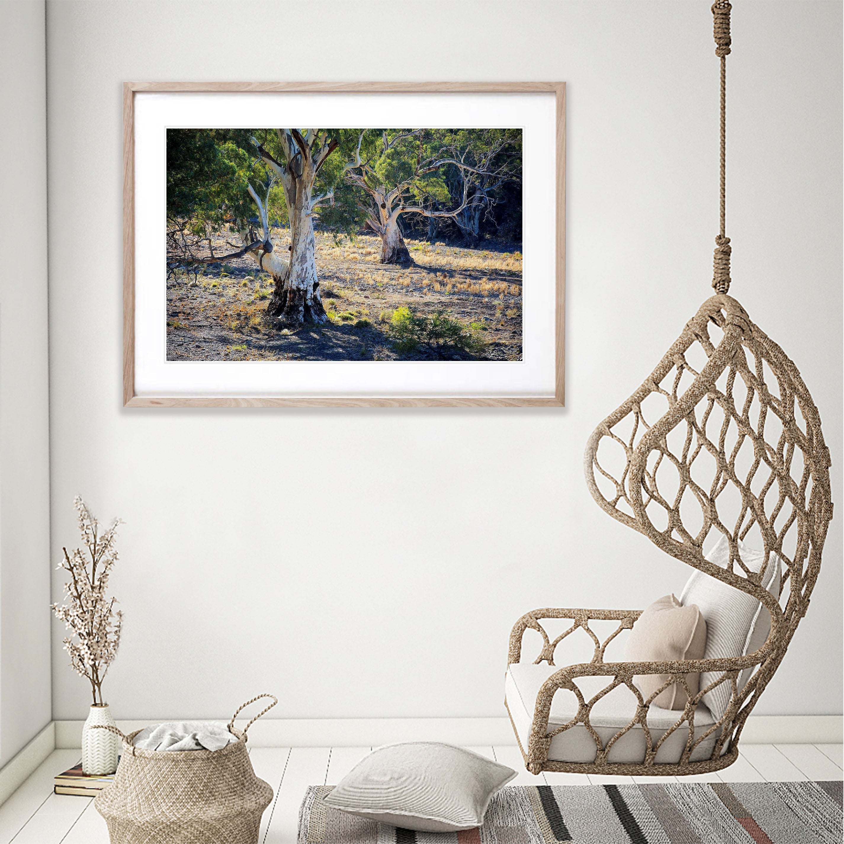 River Red Gums - Flinders Ranges SA