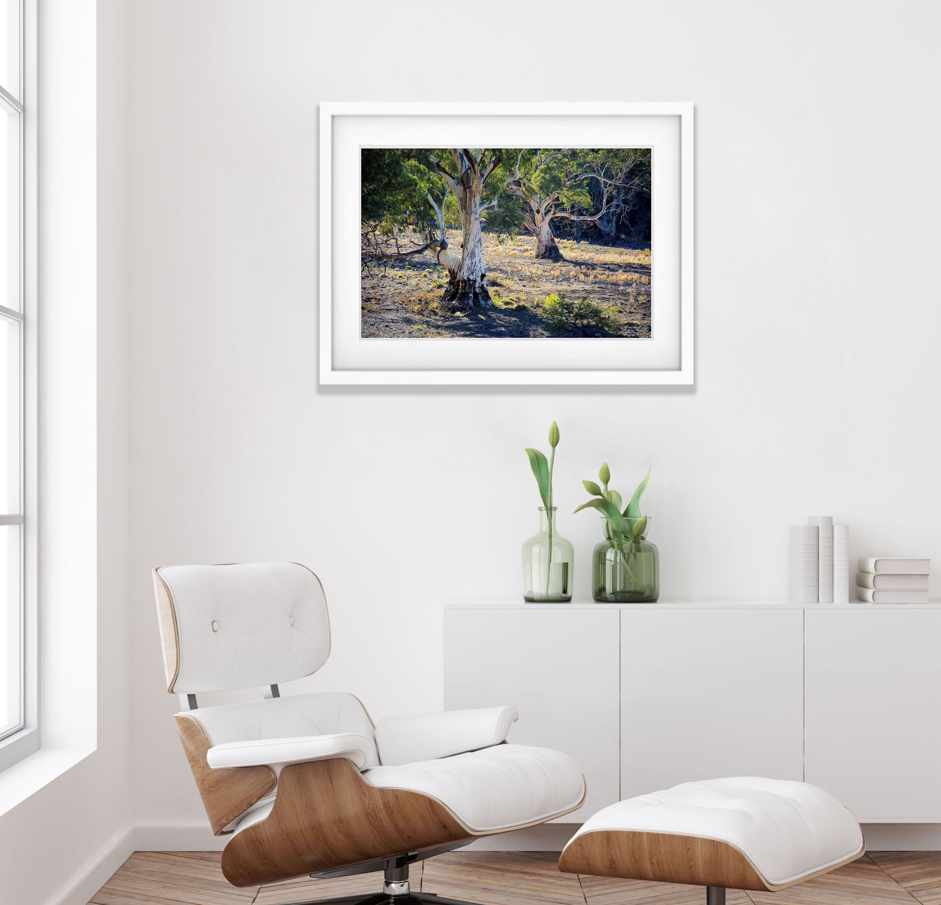 River Red Gums - Flinders Ranges SA